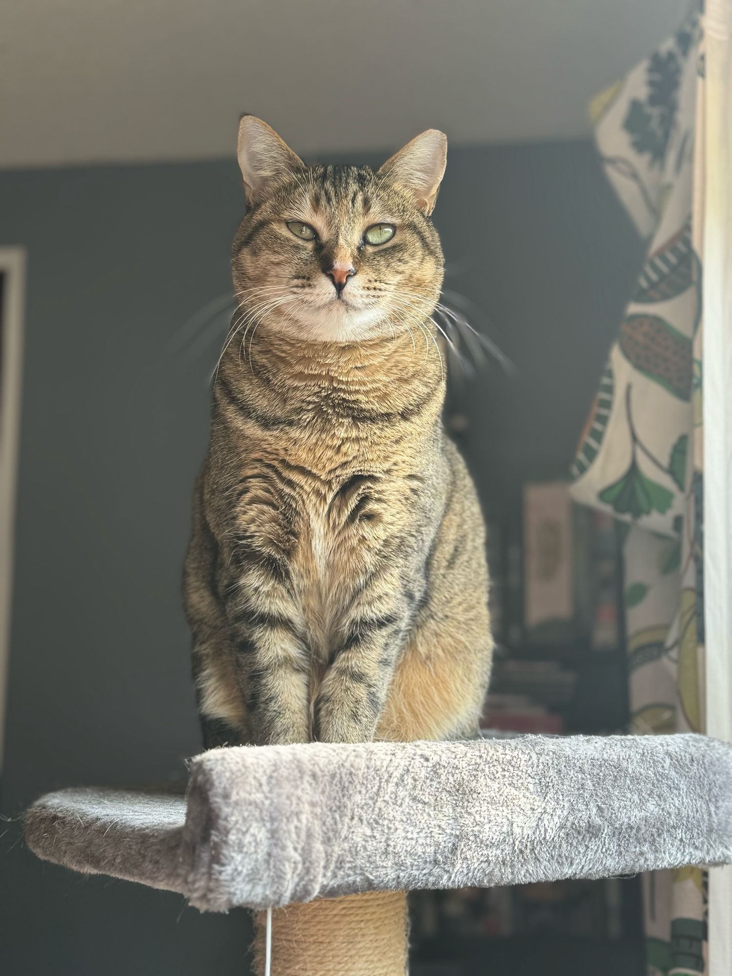 Tilly sitting in her cat tree