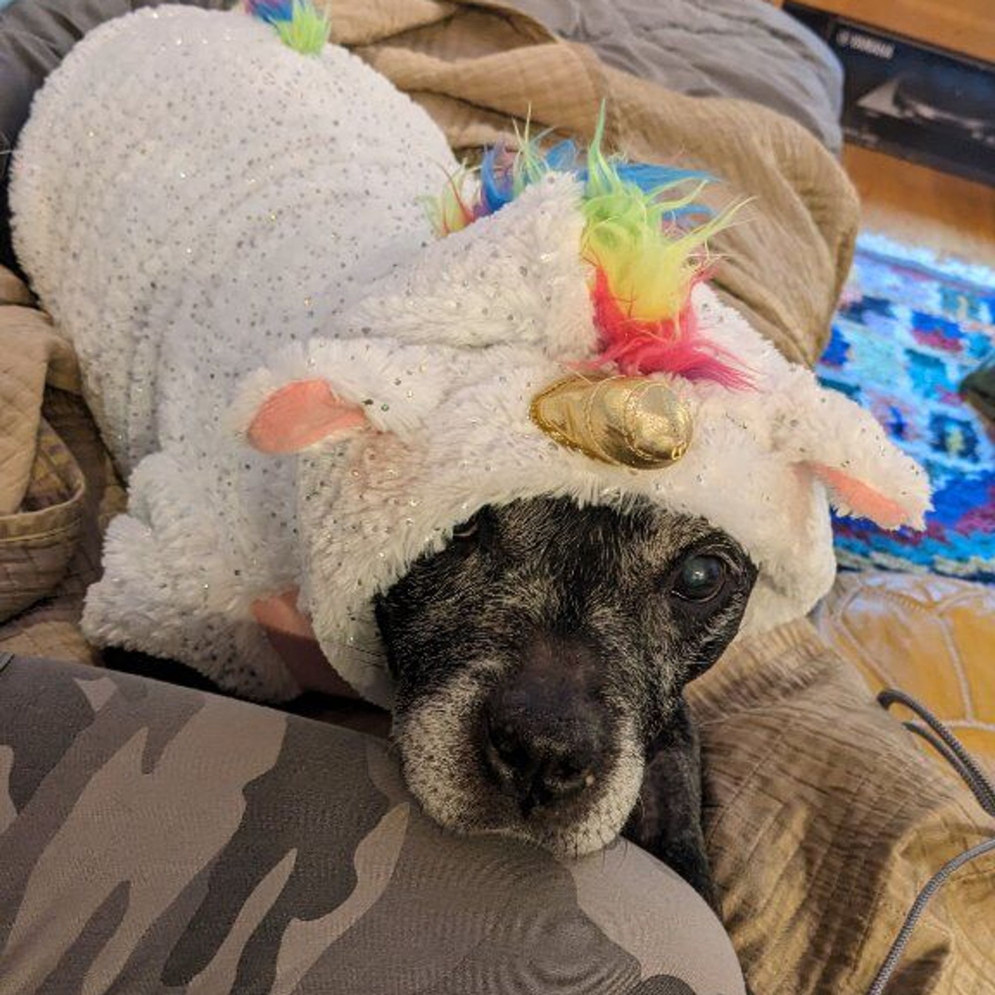 A black dog with a gray muzzle, dressed in a hooded, fluffy white unicorn onesie. She is resting her chin on the photographer's leg and looking long-sufferingly into the camera.