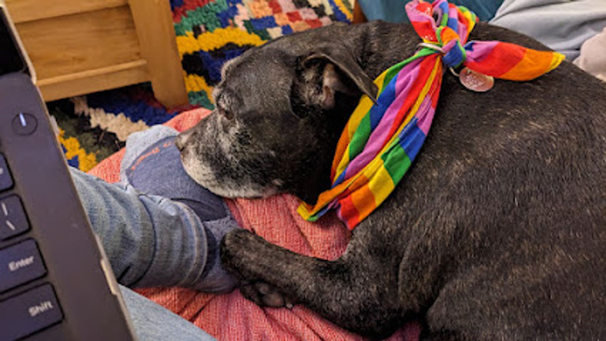 A shot of a black dog wearing a rainbow bandana, curled up on the couch next to the photographer. She has her muzzle and forepaw touching the photographer's foot.