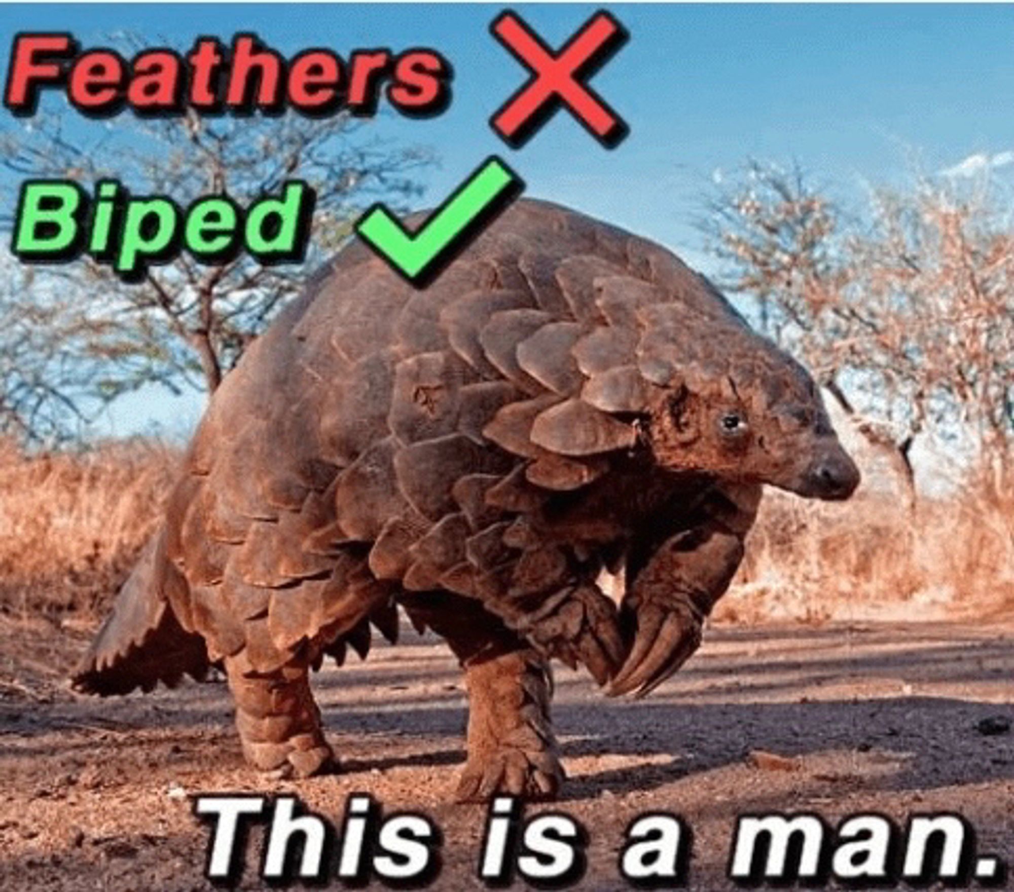 An image playing off of the visuals presented in the above work-in-progress, featuring a photograph of a Pangolin- a quadruped with the capability to walk on its hind legs as needed- walking on its hind legs. Text is overlayed on the photograph that reads as follows:

Feathers ❌
Biped ✔️

This is a man.