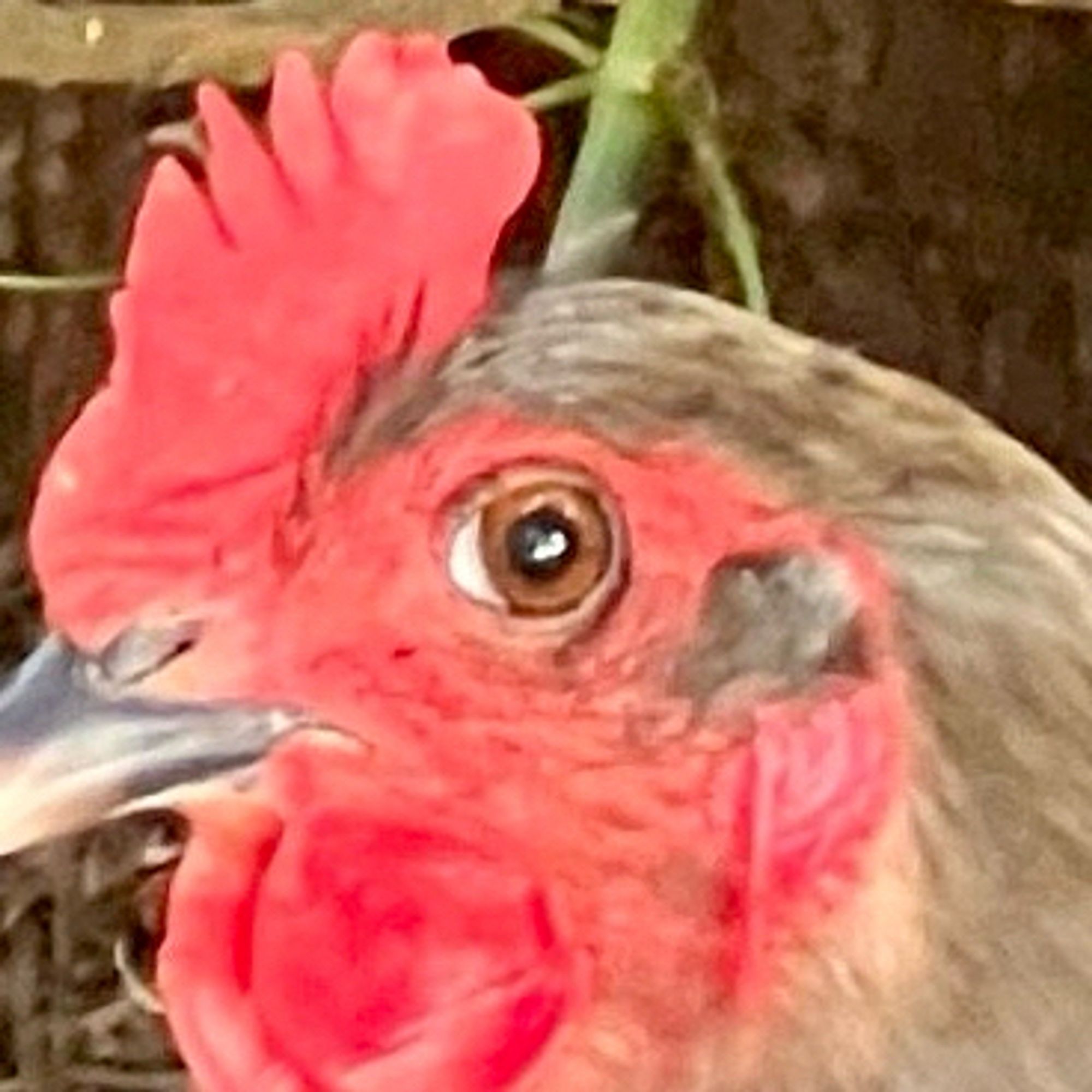 Chicken with beautiful brown eye sees right through you