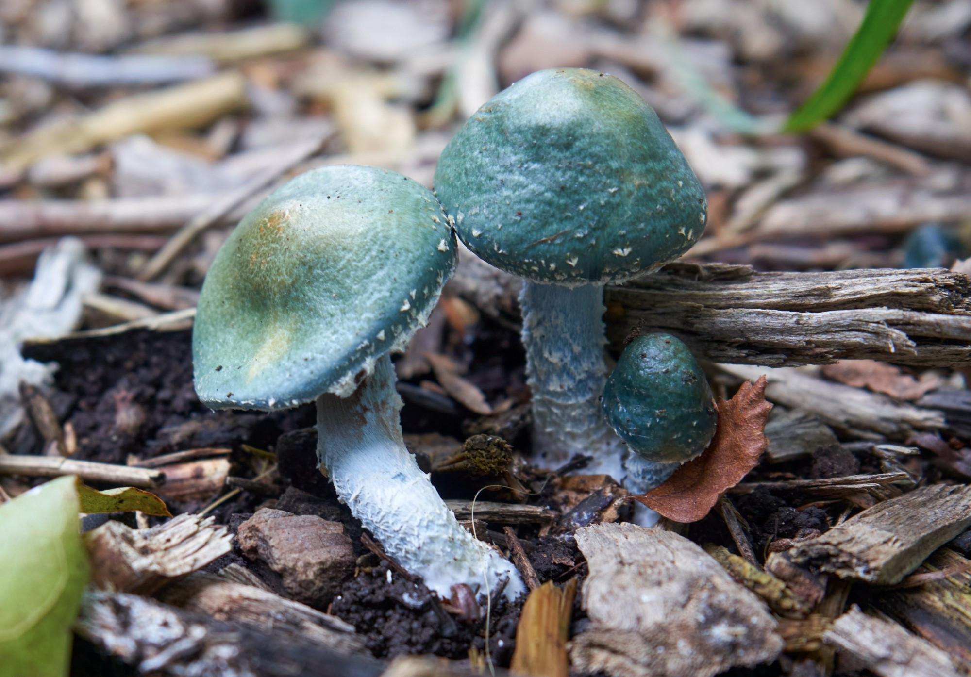 The blue-green fungi growing in woodchips