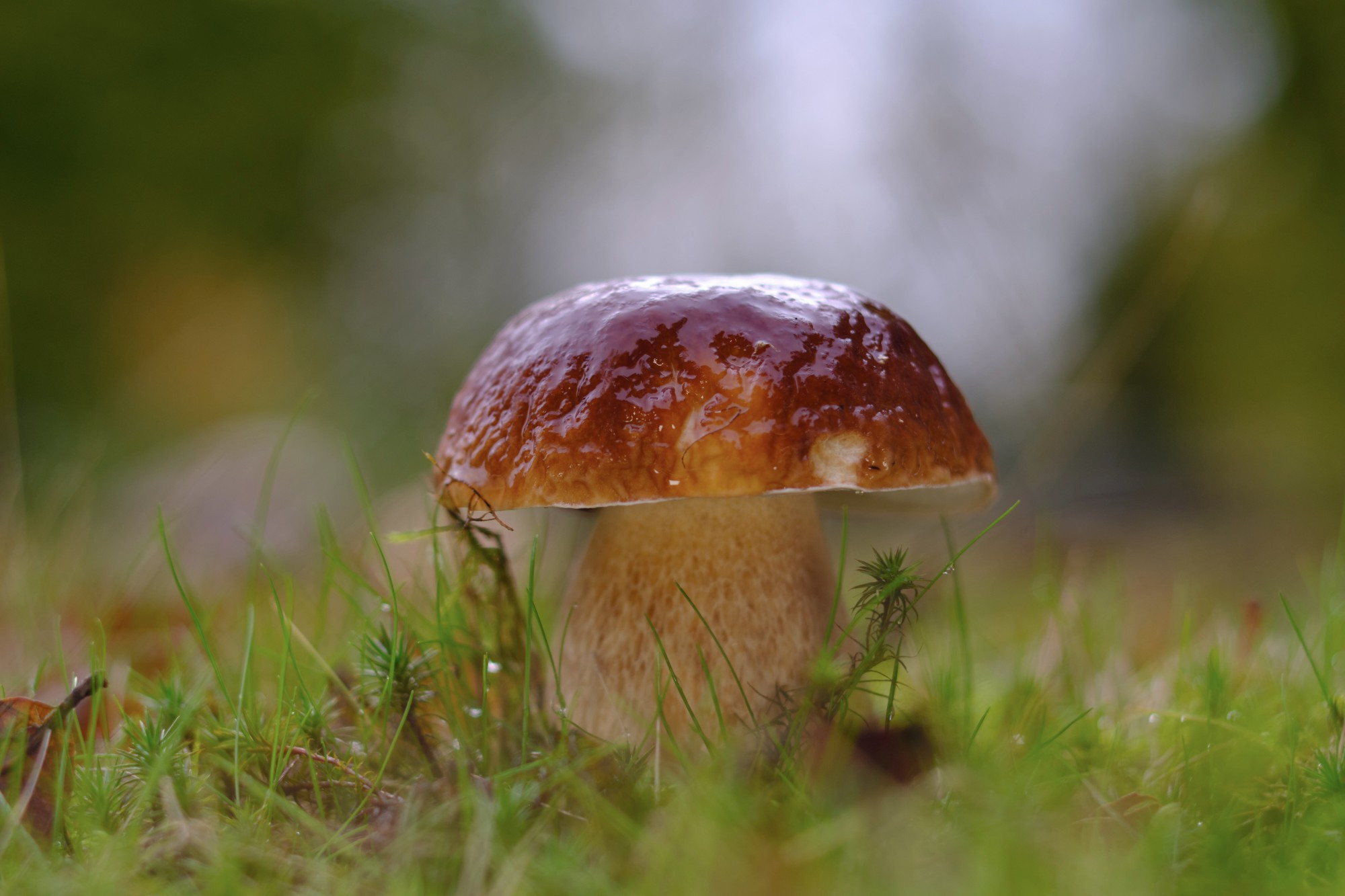 A mushroom with a dark brown domed cap amongst grass and moss