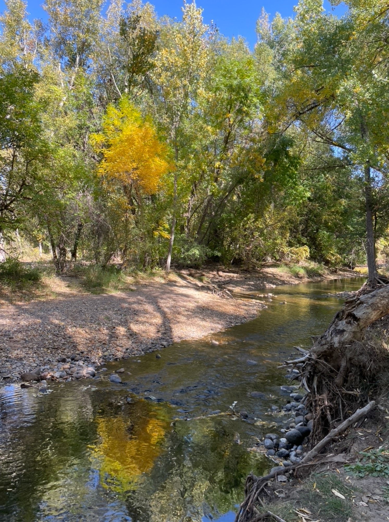 Small tree with bright yellow leaves reflecting in the river