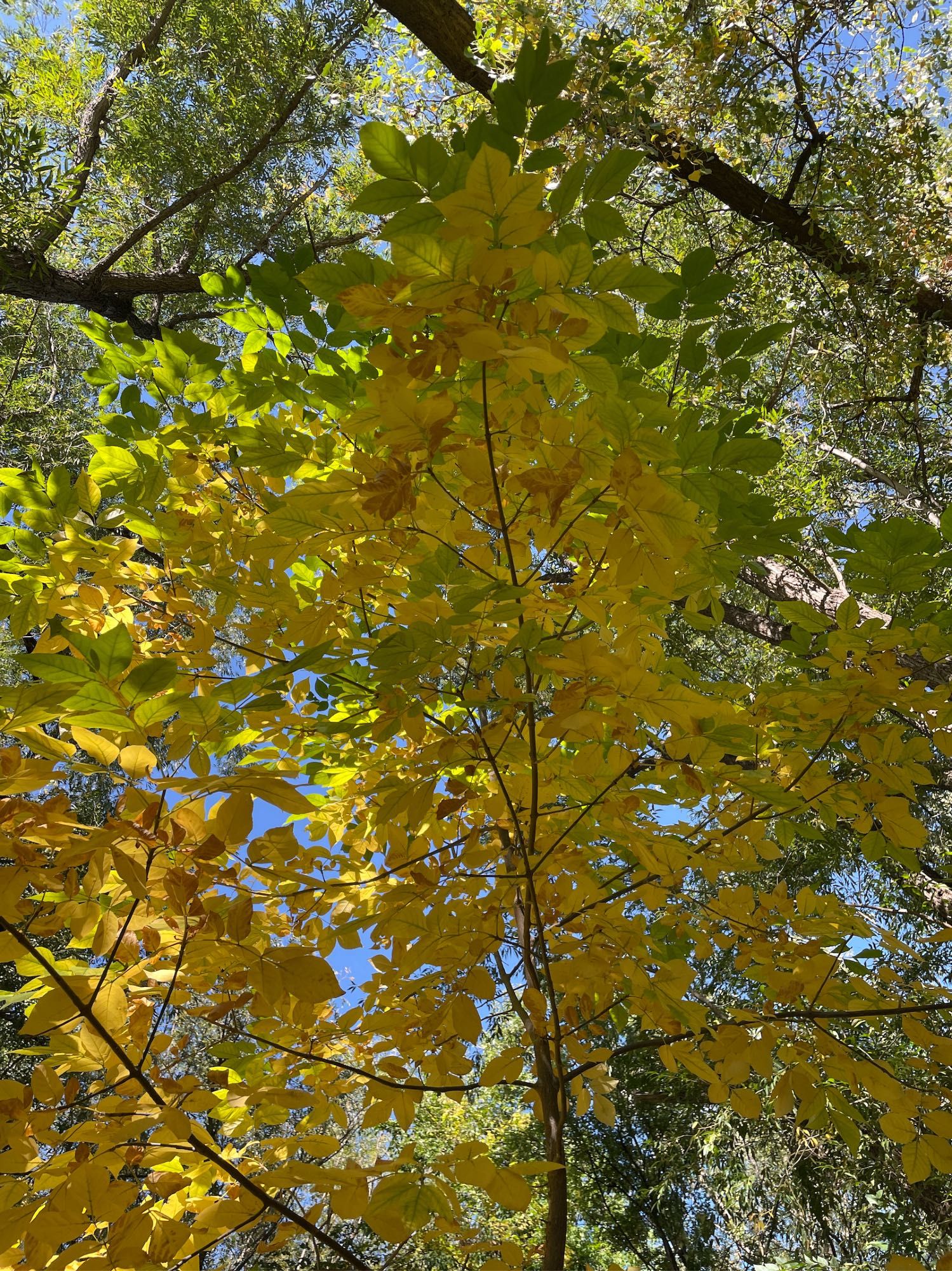 A few trees of autumn colors from my perspective looking up as I stand close and below them.