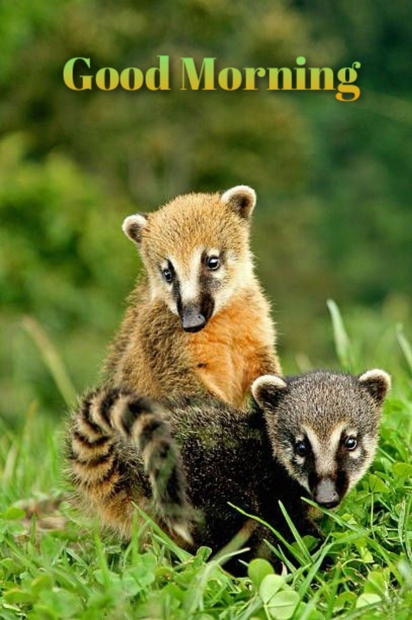 a tight shot of two coatis, a blonde and a black one, in the grass with a very green bokeh’d background. the black one is very low to the ground and the blonde one has its front paws on it pushing up into the air a bit. it looks like either the black one is curled up against the blonde one or the blonde one is riding on its back. it says ‘good morning’ at the top