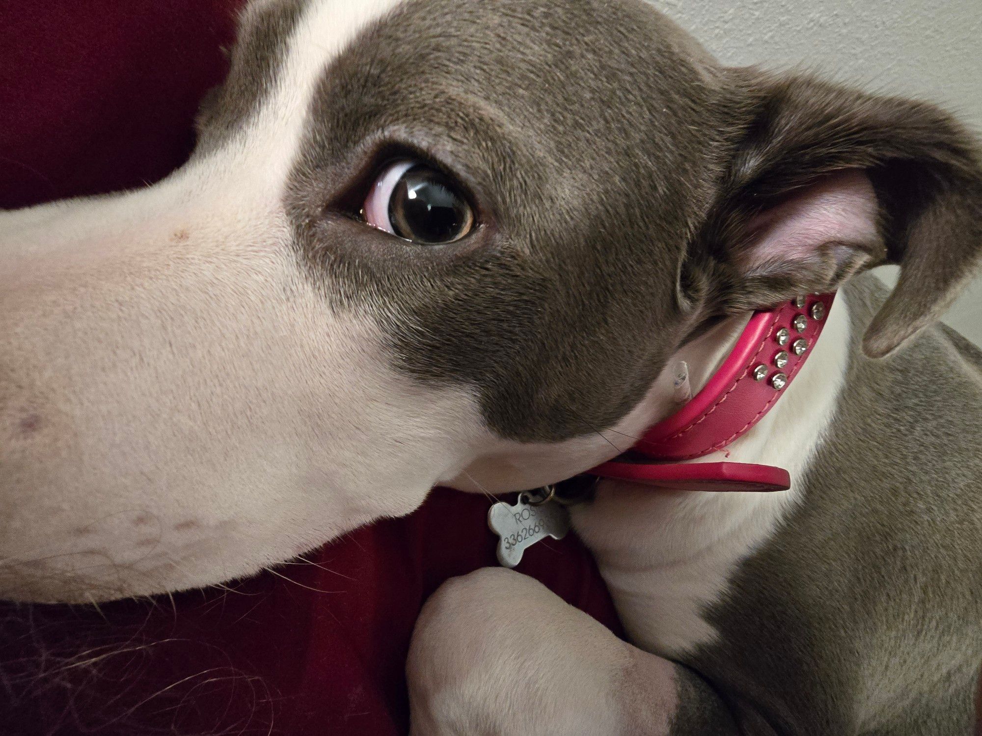 Rosie getting comfortable on my pillow