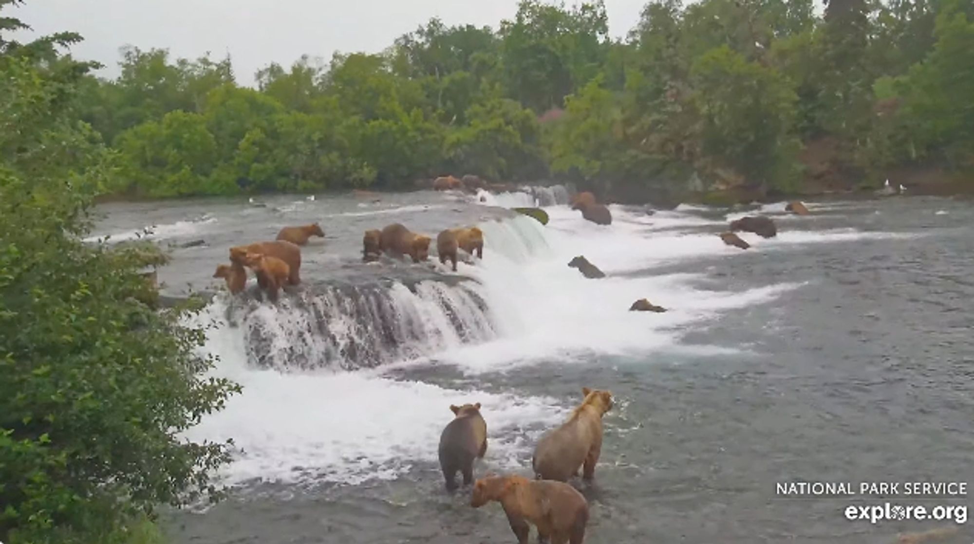 A wide shot of Brooks Falls in Alaska's Katmai National Park, and everywhere in the river are bears bears bears, so many bears