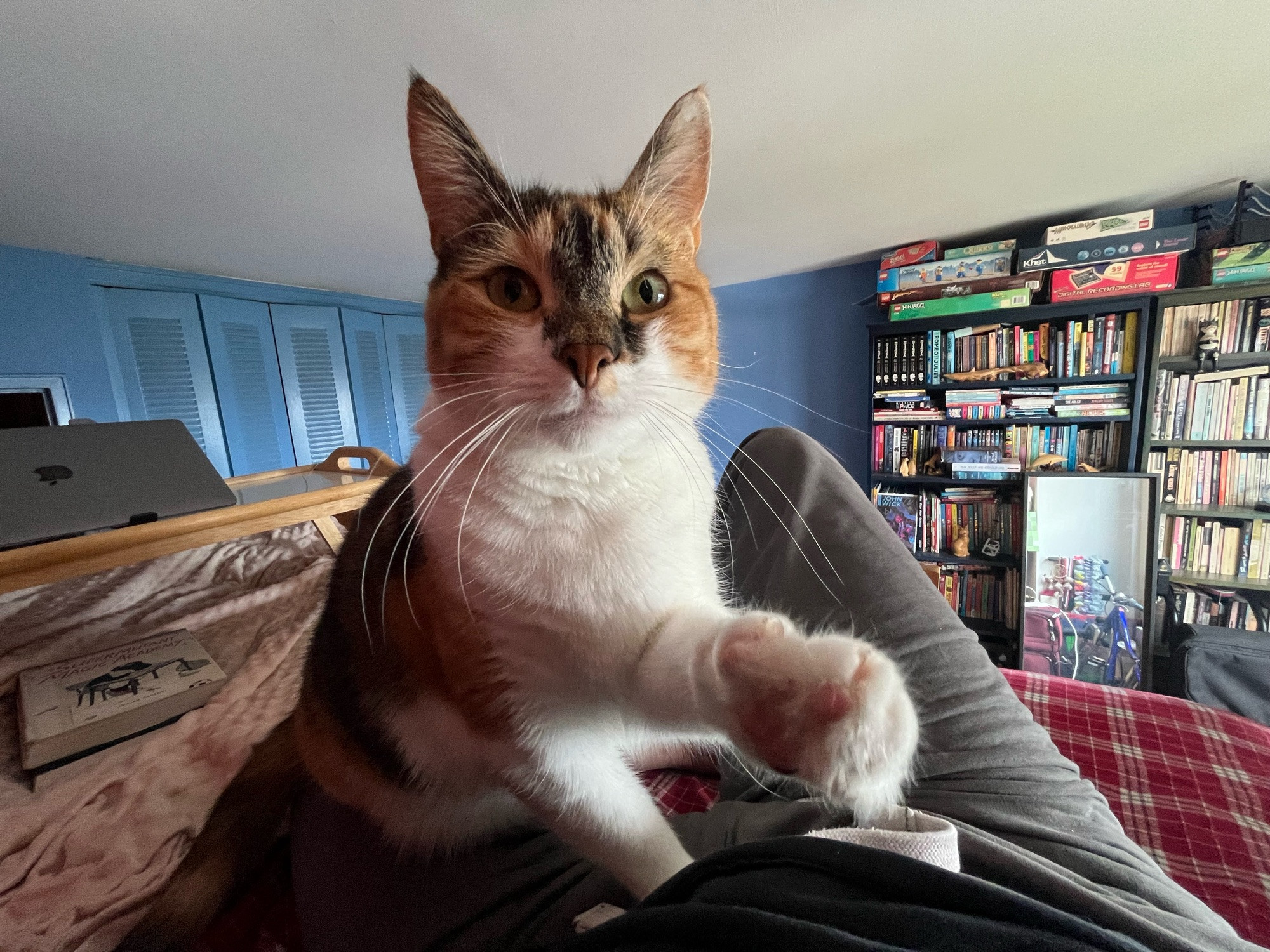 A calico cat sits in a loft bed, in a room with blue walls and a bookshelf. She extends her left paw toward the camera.