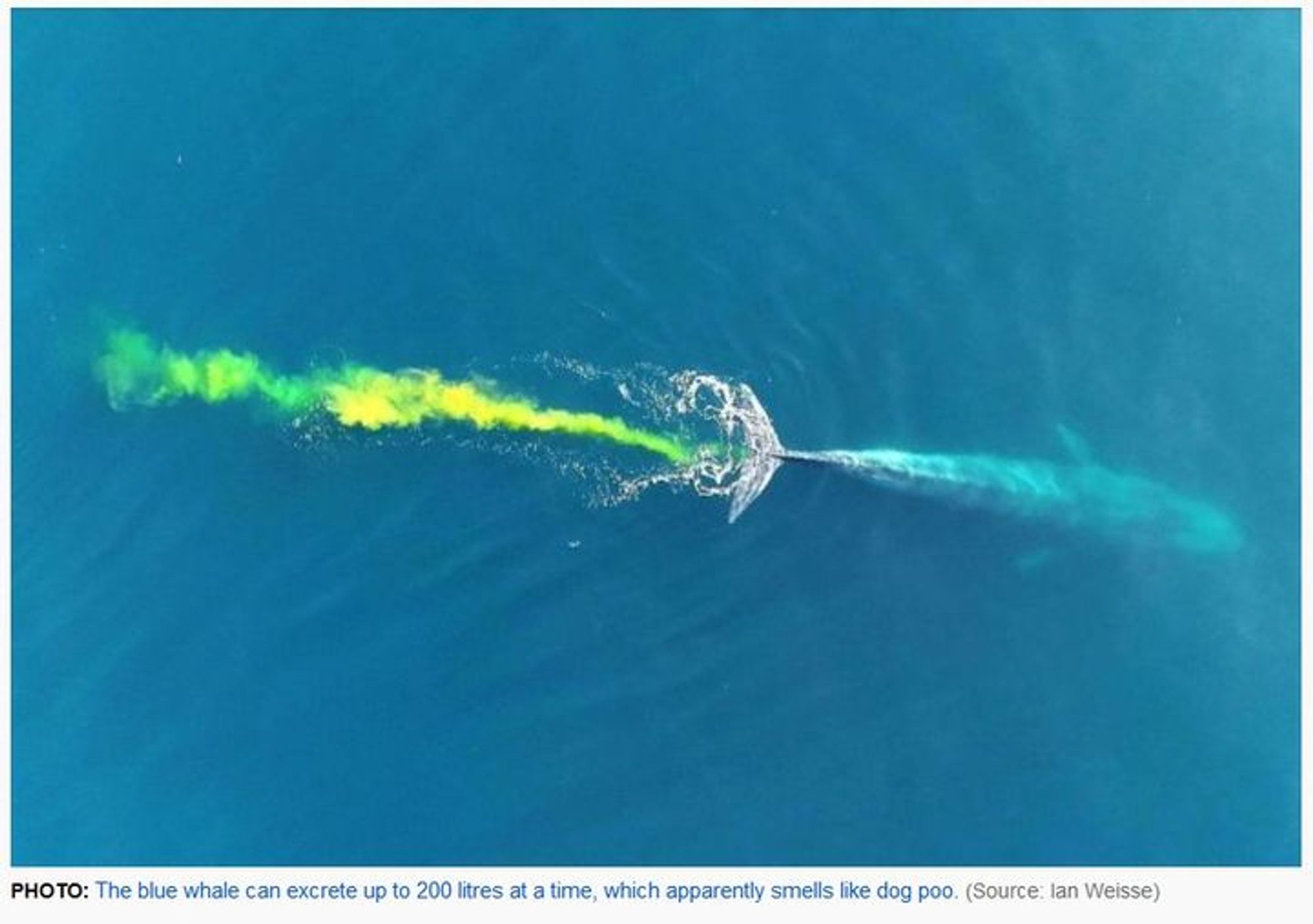 An overhead view of a blue whale in very blue water, releasing a very bright yellow-and-green stream of poop. A caption reads: "Photo: The blue whale can excrete up to 200 litres at a time, which apparently smells like dog poo (Source: Ian Weisse)"