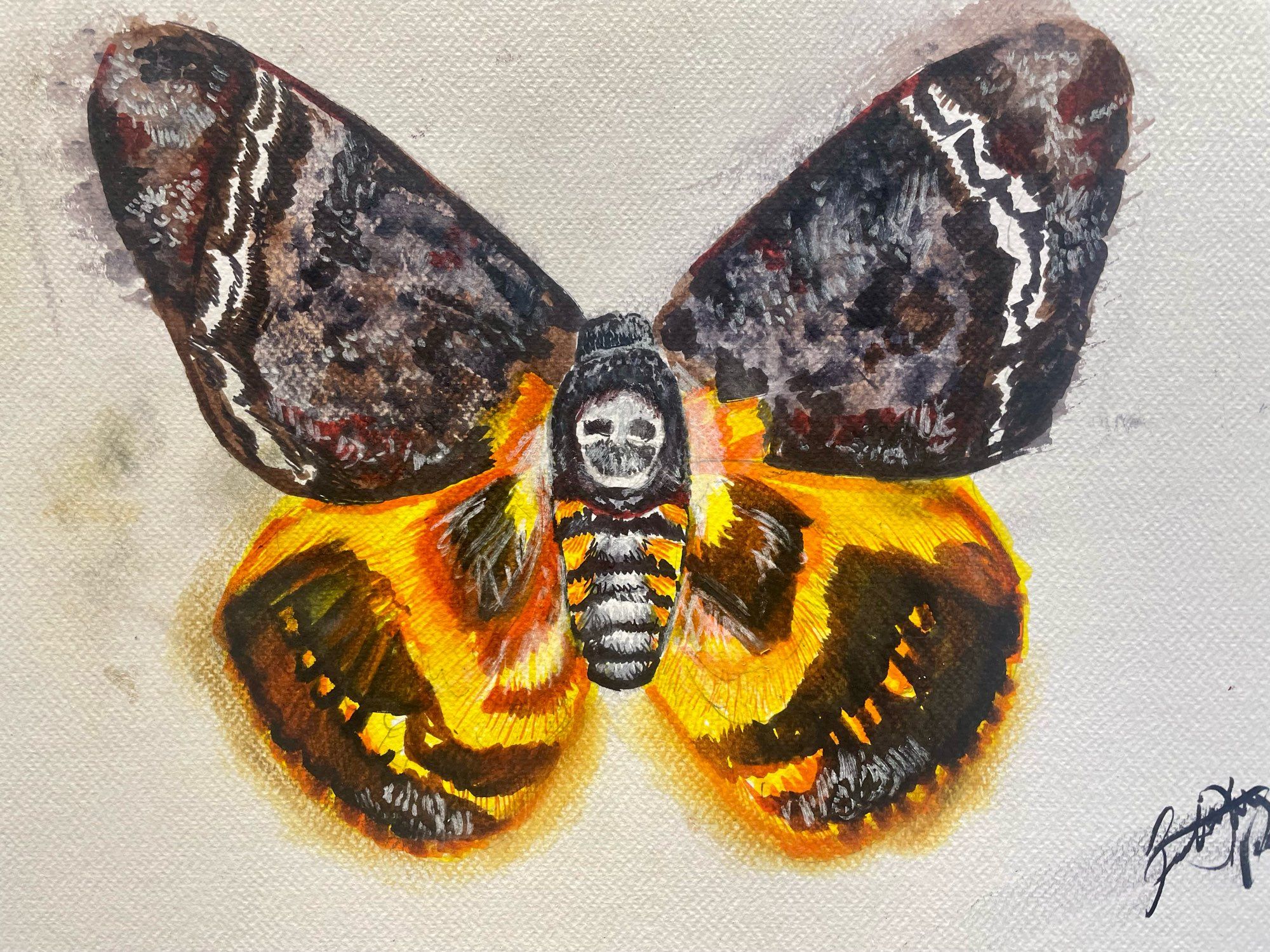 Watercolor pen drawing of the deaths head moth