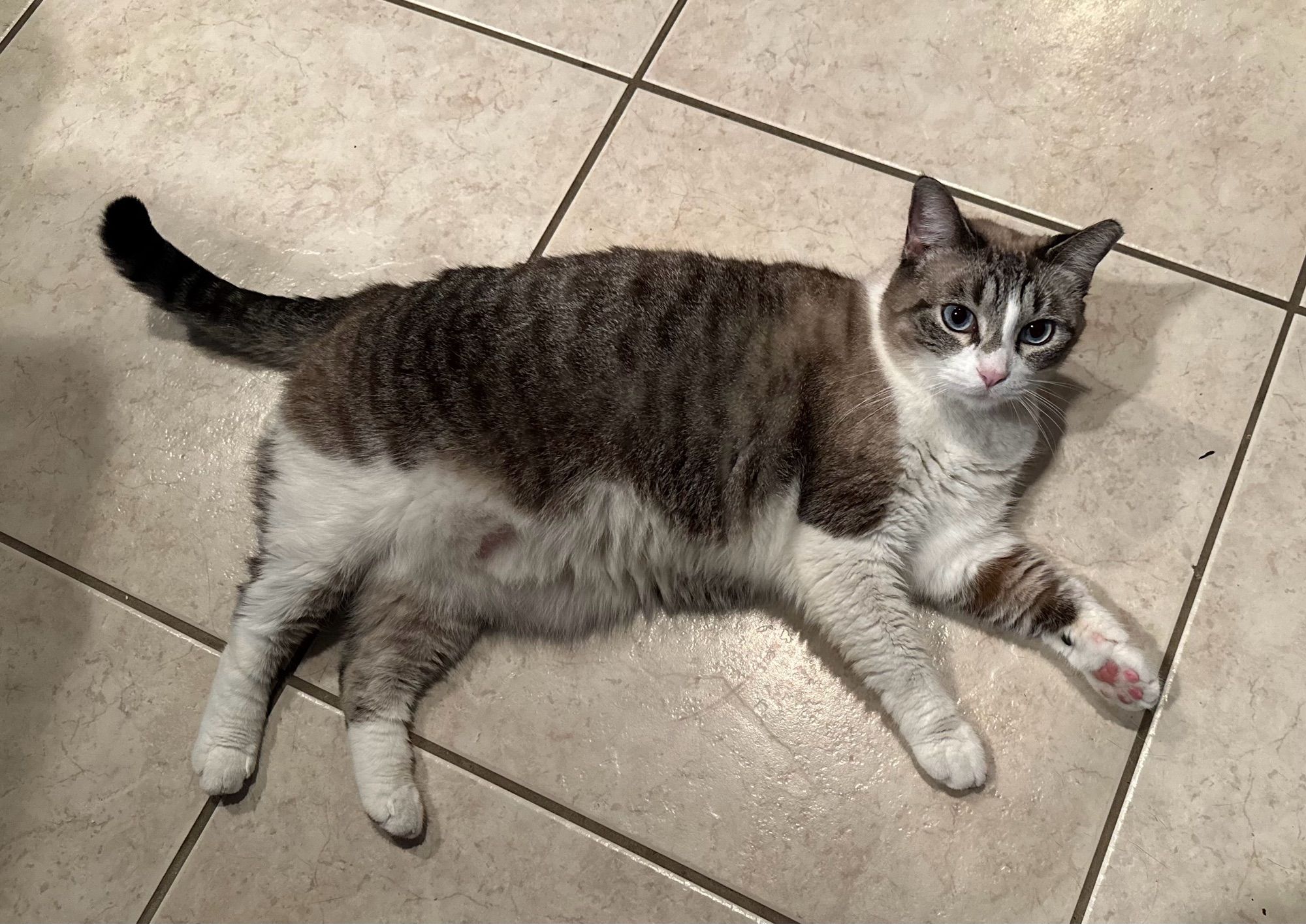 Grey and white mooshy completely adorable cat on a tile floor.