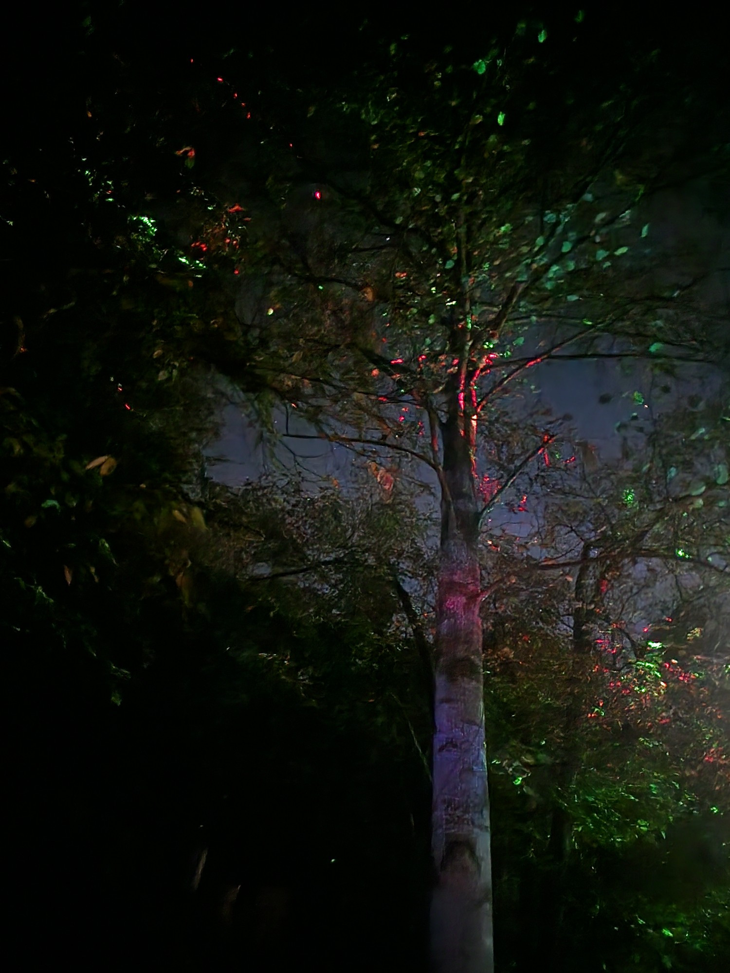 A night time picture of a sycamore tree that is being lit by a colored projector with red and green spots of color like fairies dancing in the leaves.