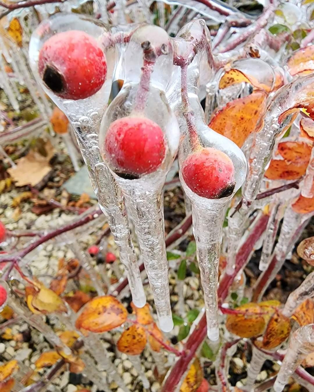 A picture of three red service berries encased in ice and icicles dripping down the plant,covering red and orange leaves.