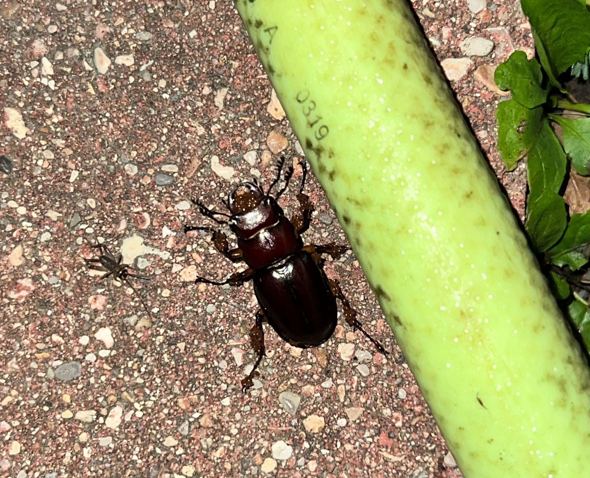 A tiny cricket and a much larger stag beetle chilling next to a sweaty garden hose