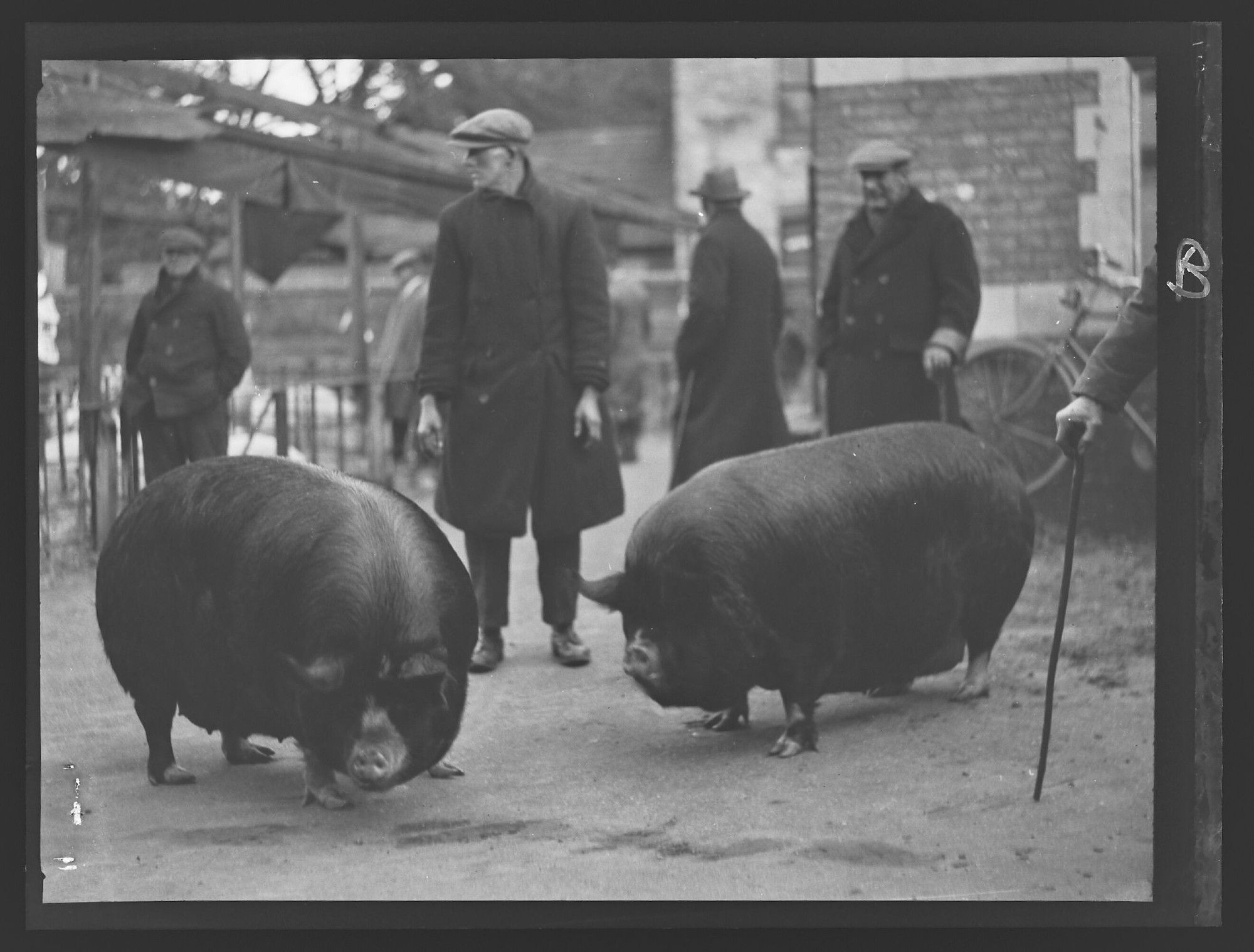 Two black pigs in a market square