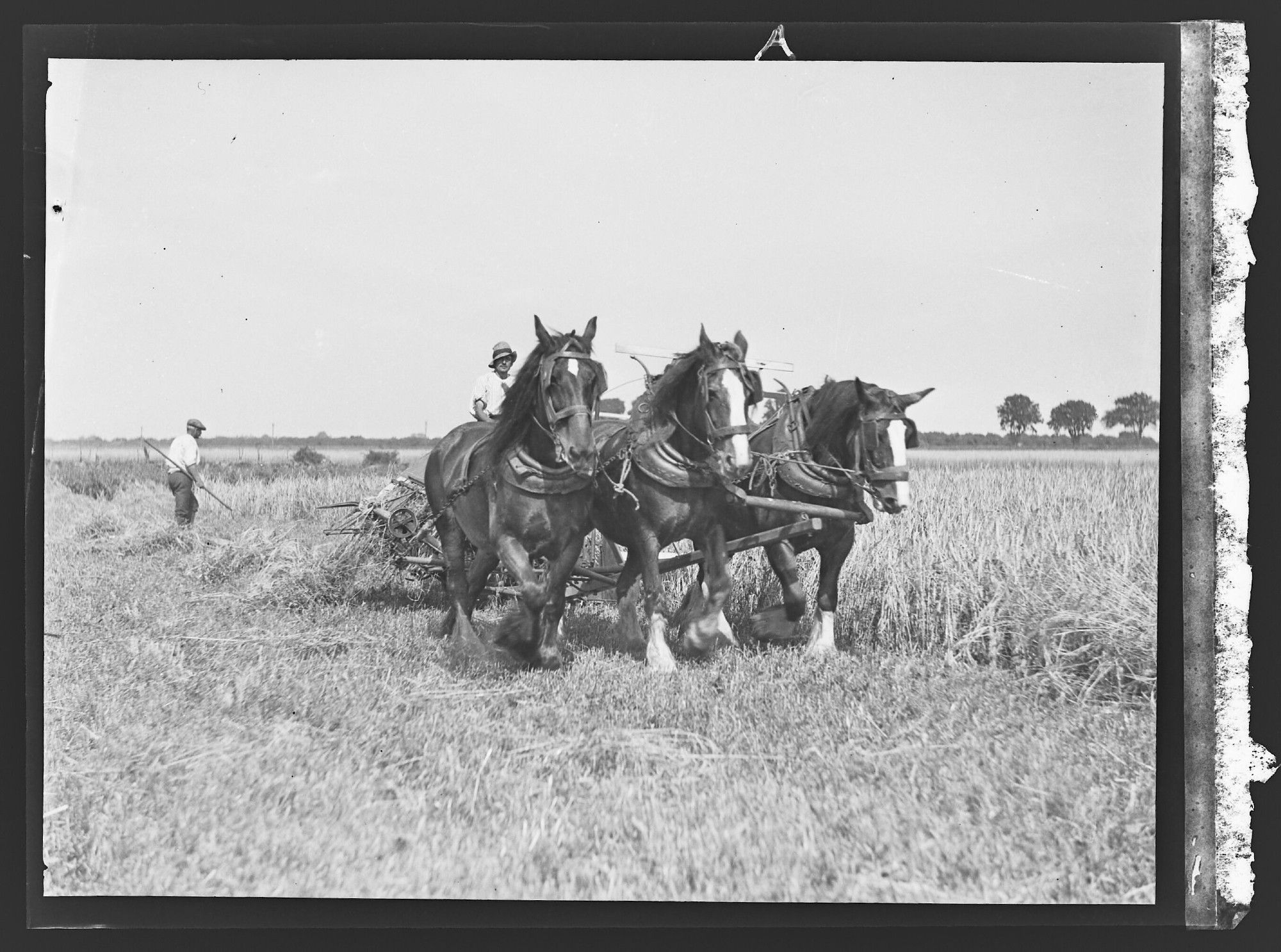 Team of three horses harvesting