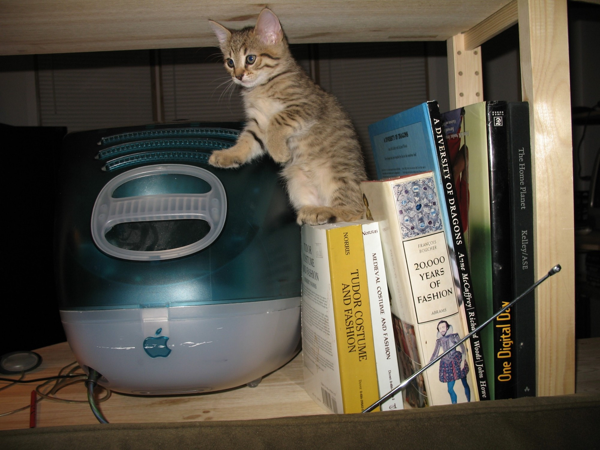 A tiny tabby kitten standing on some books leaning against an iMac G3 that is teal. The books are various books about old costume and fashion, such as one titled "20,000 years of fashion"