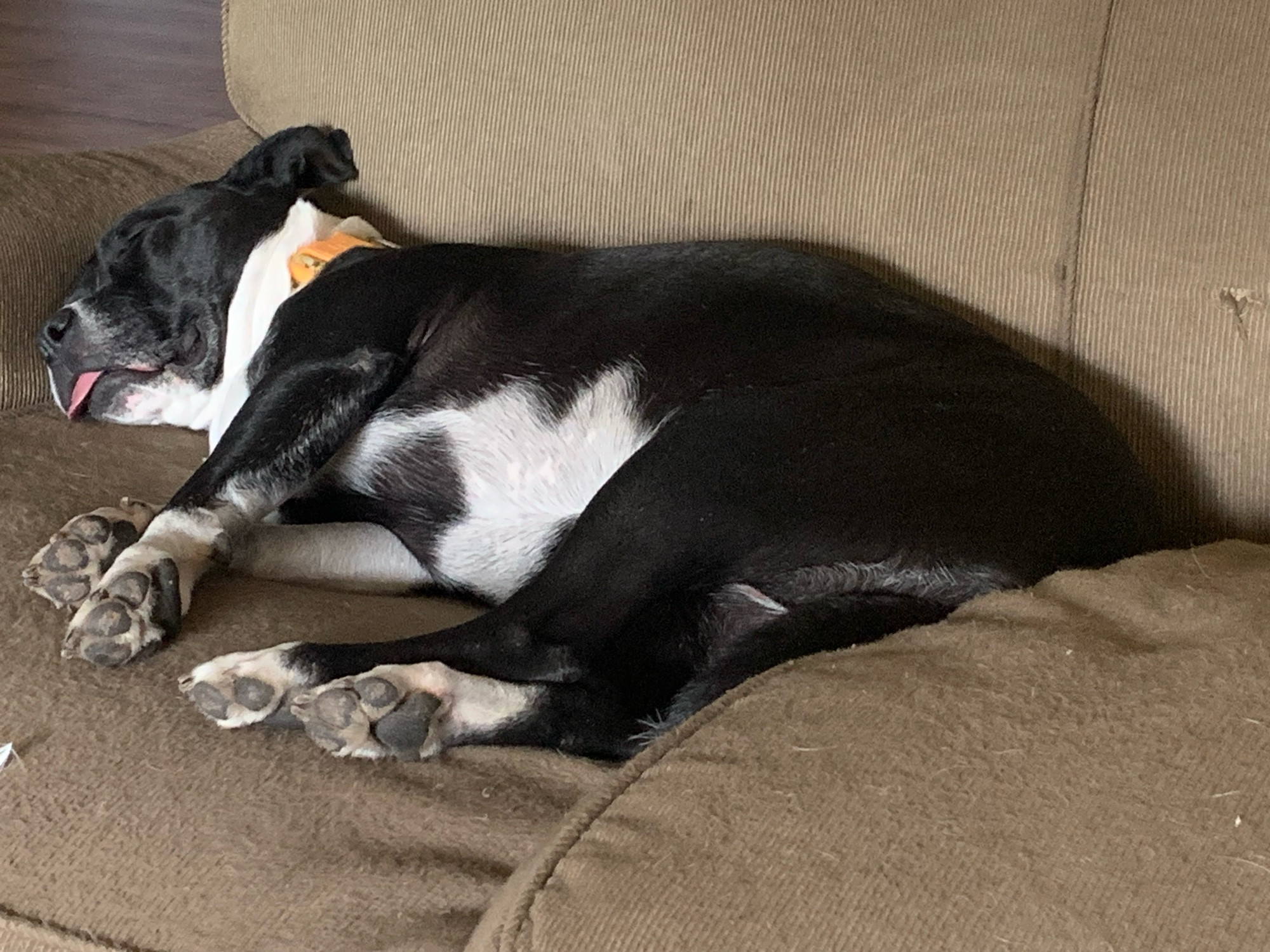 A black and white pit mix sleeps with her tongue put on a tan sofa. 