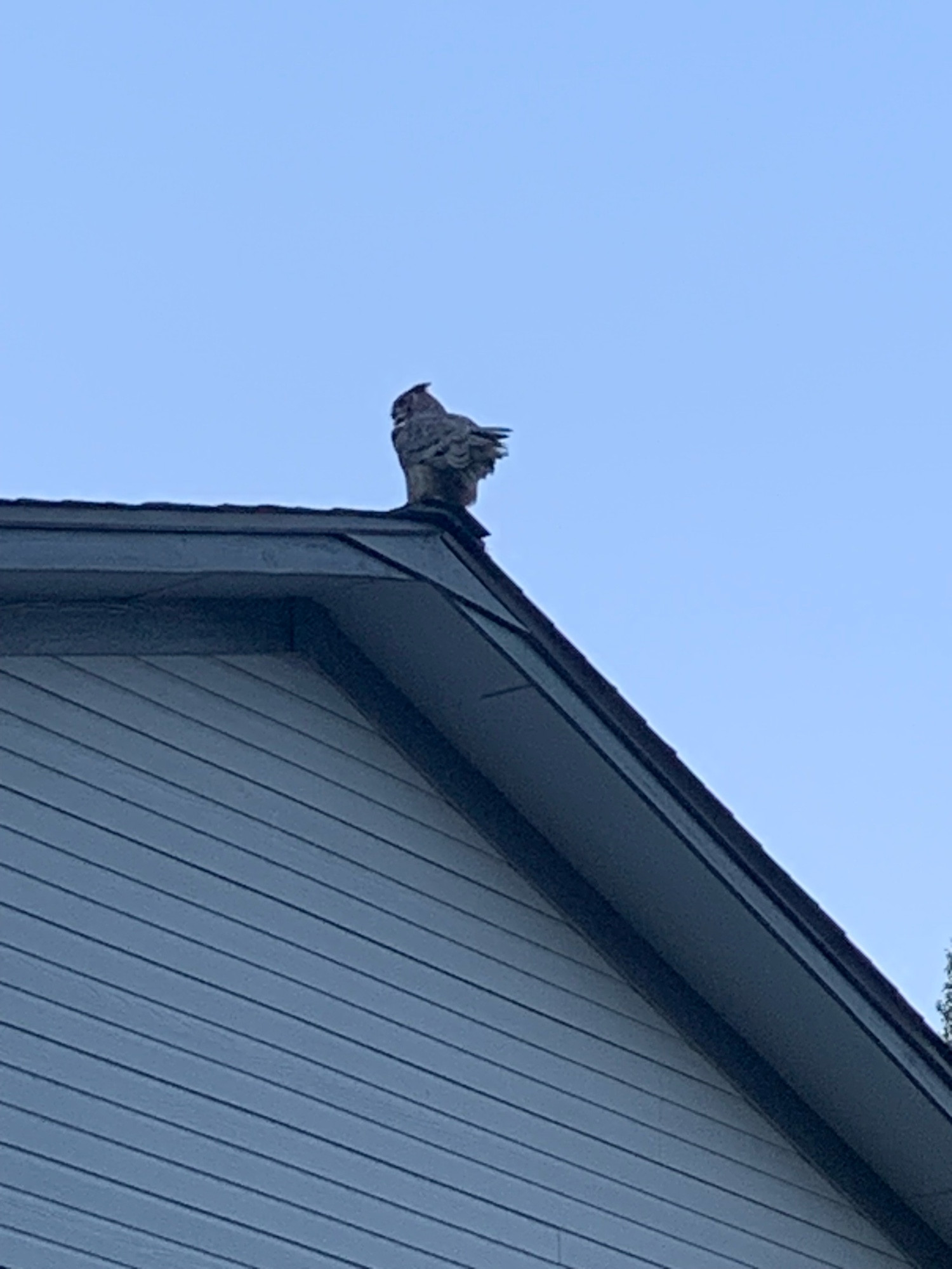 A great horned owl on the roofline just before flight. 