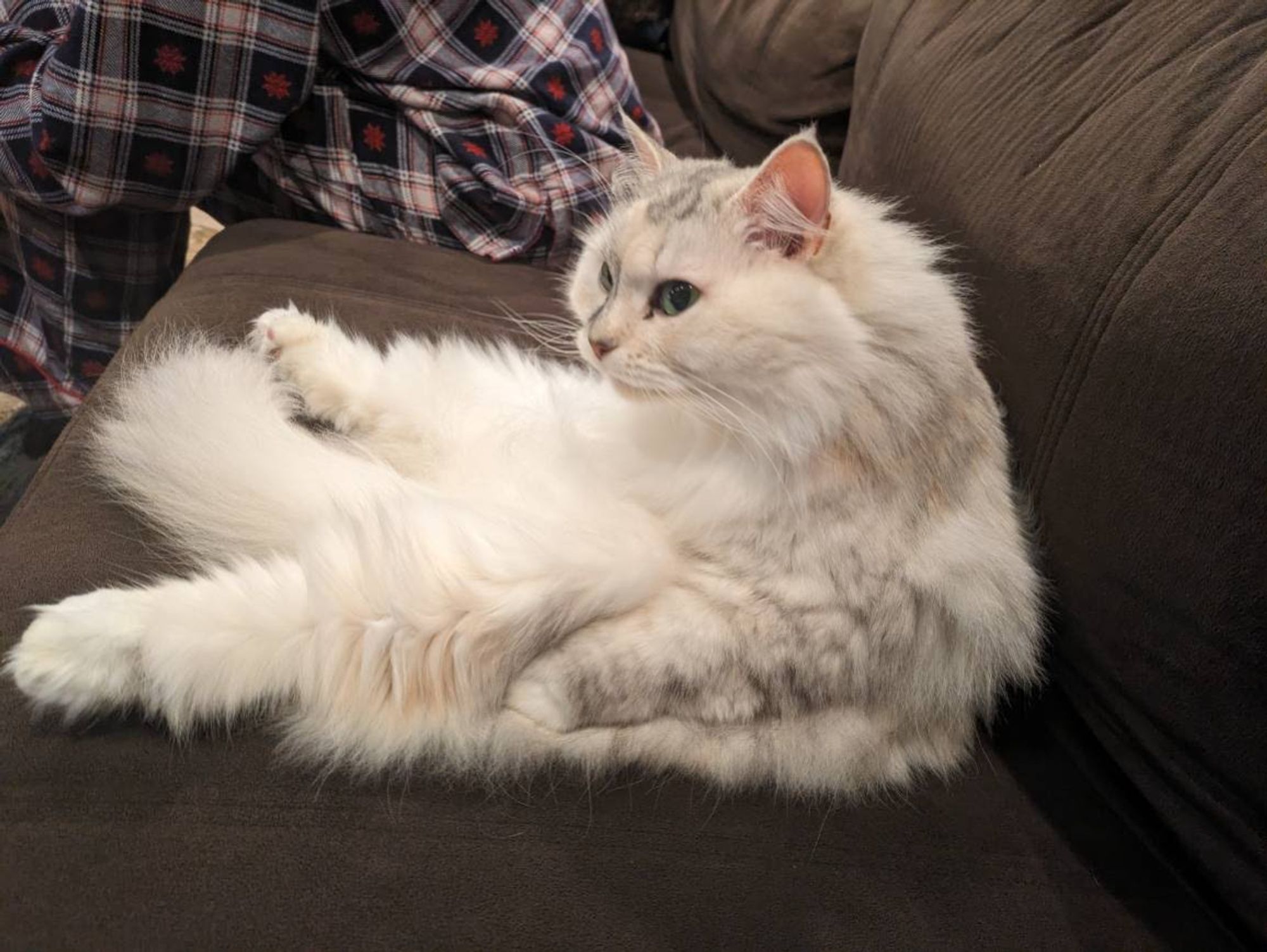 fluffy cat sitting on the couch, on her butt, legs splayed, very dignified 🙄