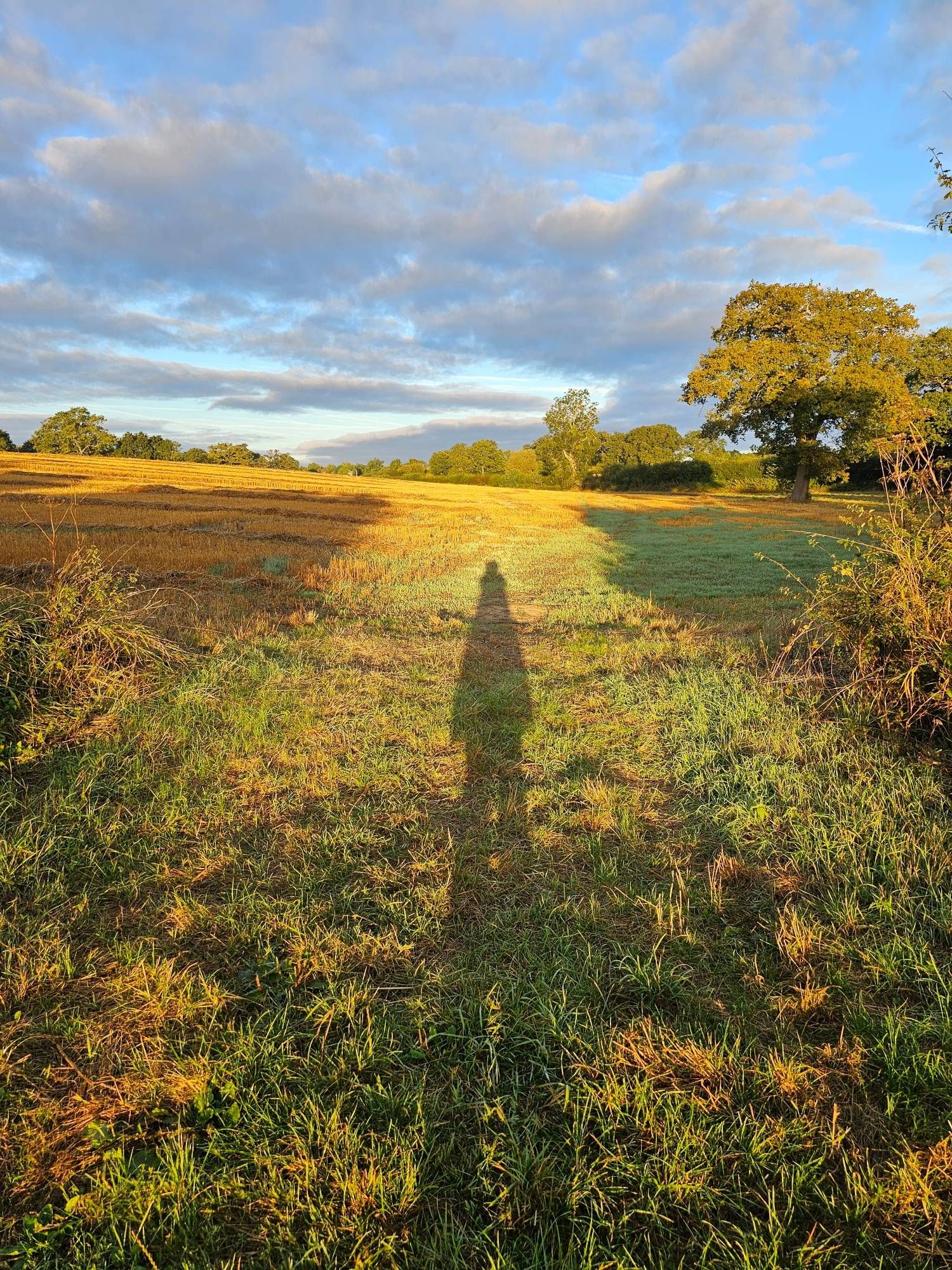 A field with bright green grass, and golden stubble. The early morning sun casts my shadow long.