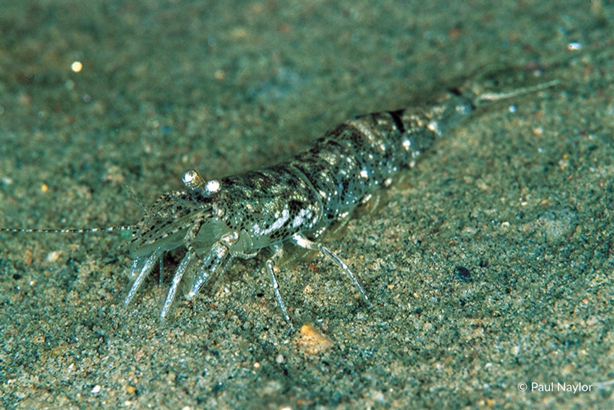 Shrimp underwater