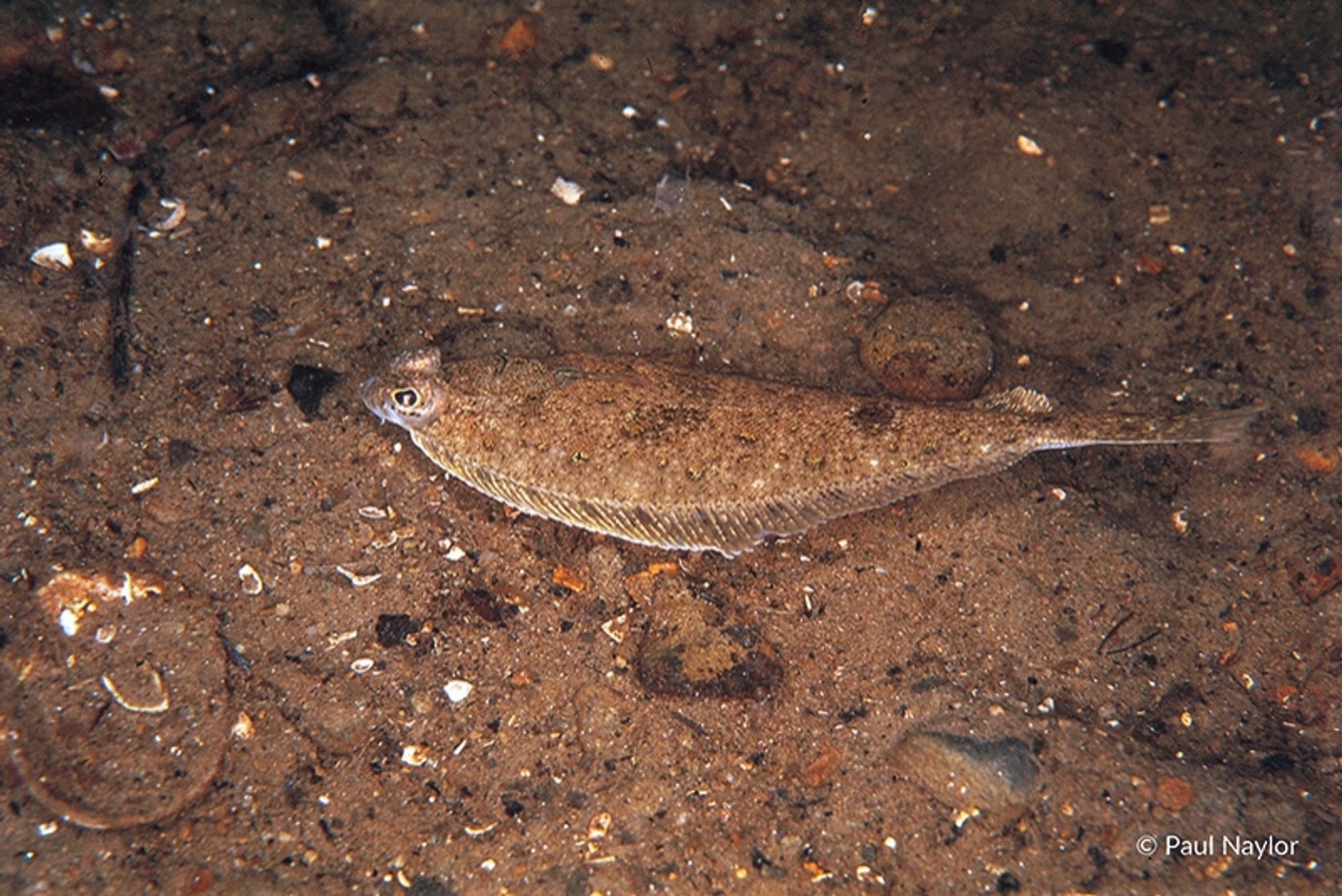 Dab on sea floor