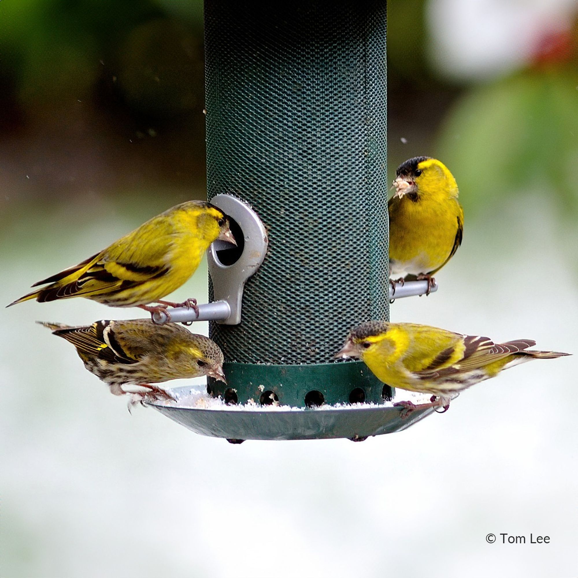 Siskins on a feeder