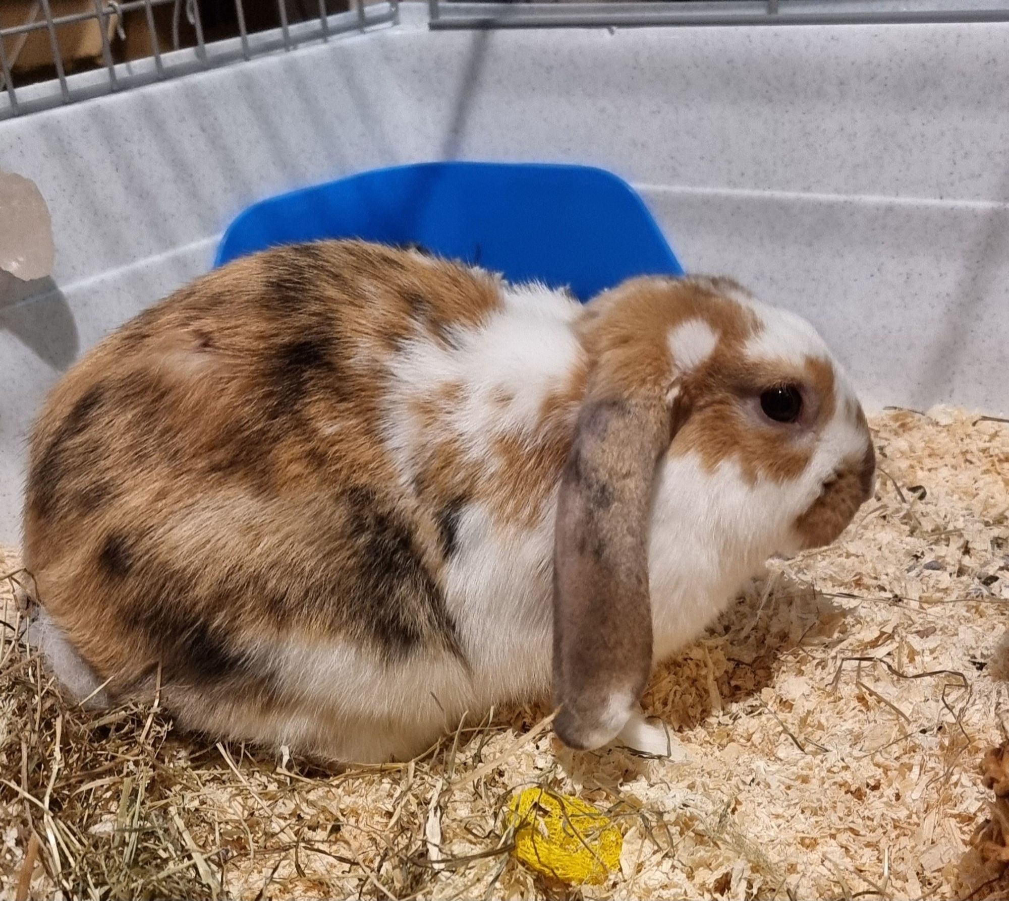 Brown and white flopped eared bunny, being a loaf in a bed of sawdust.