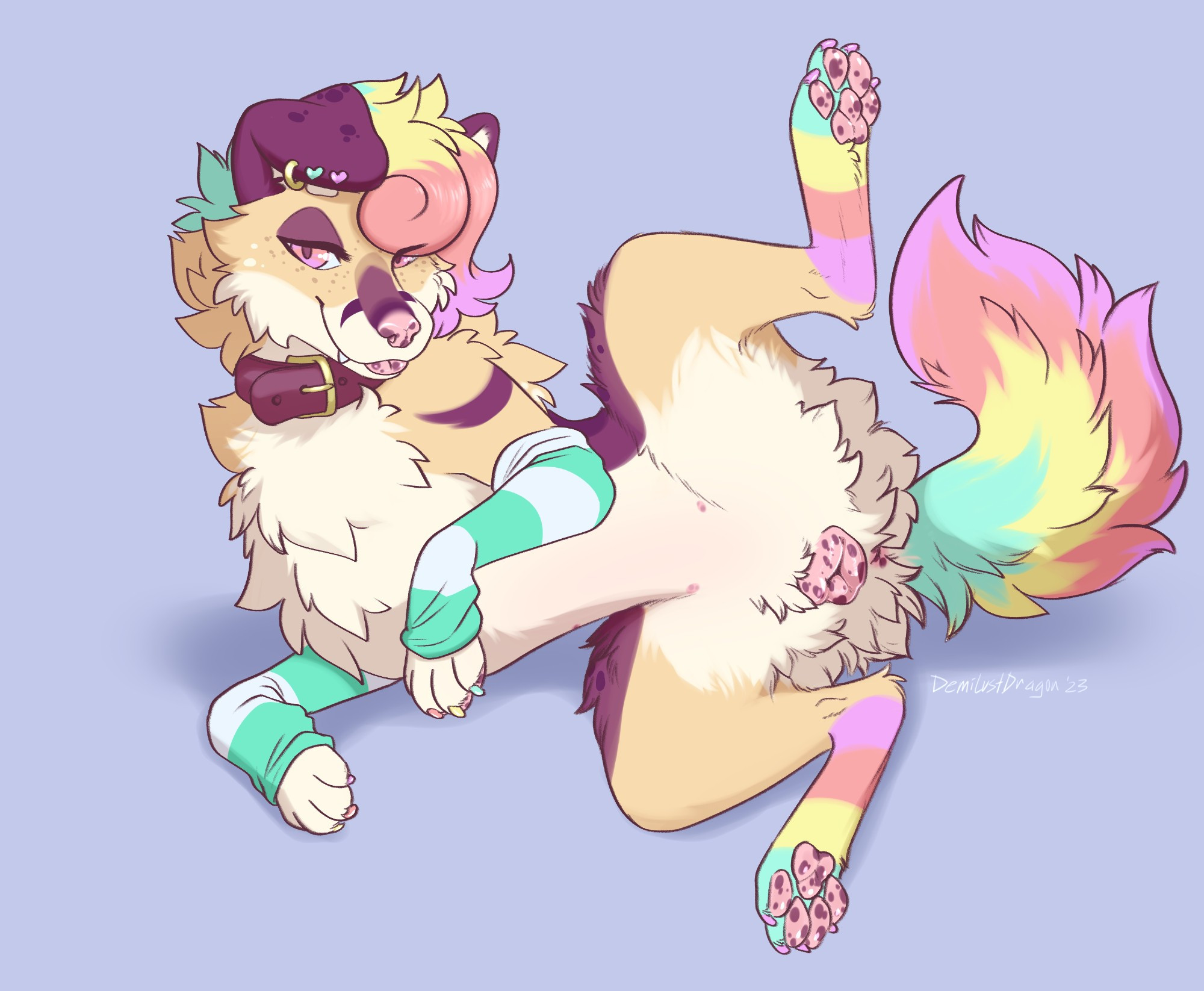 a fluffy feral dog with stockings on