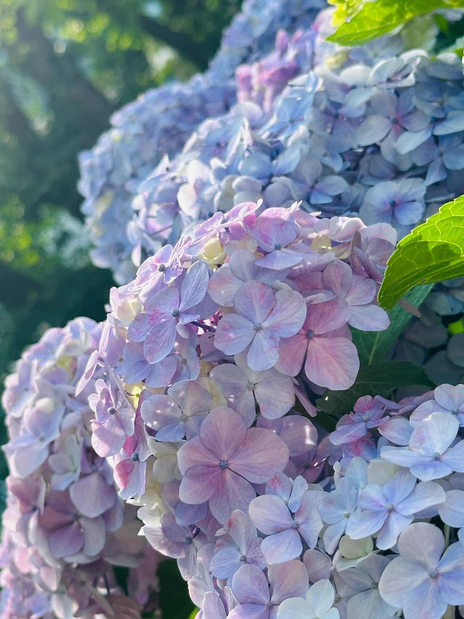 とーーっても綺麗な紫陽花！上手く撮れた！！