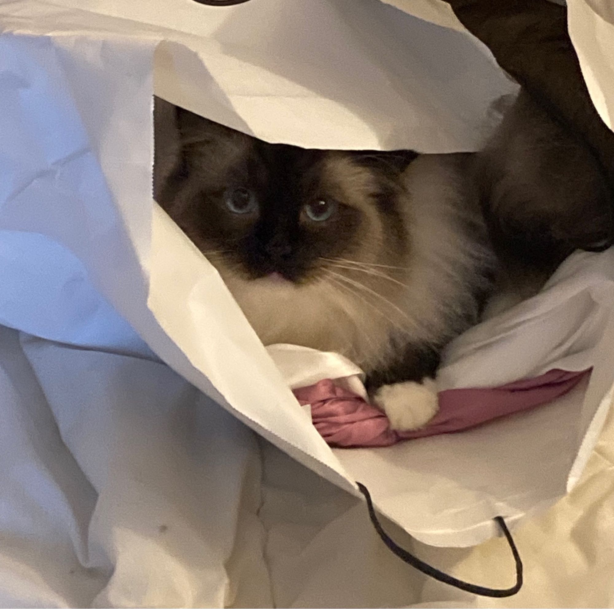 Chat Romarin caché dans la poche de vêtements