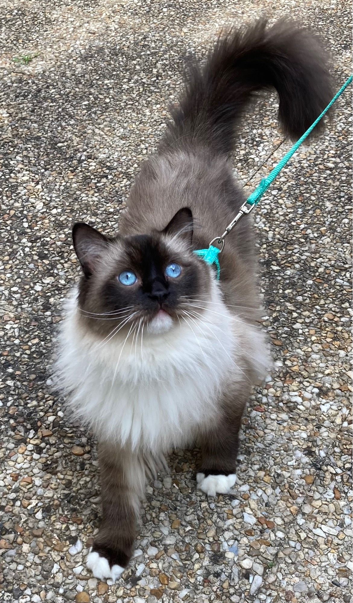 Chat Romarin en laisse prêt pour sa promenade