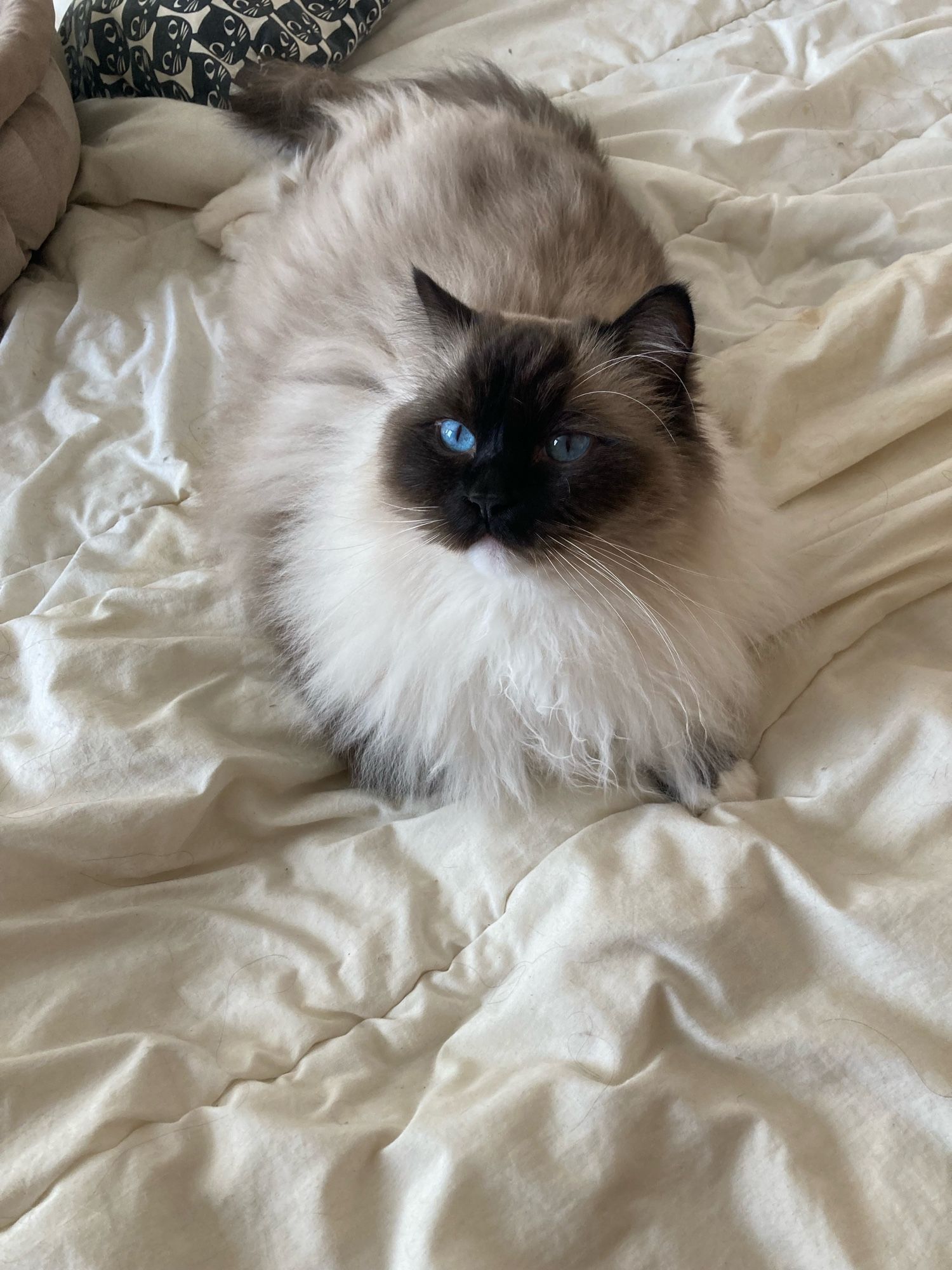 Chat, romarin, aux yeux bleus, allongé sur le lit, à couette blanche