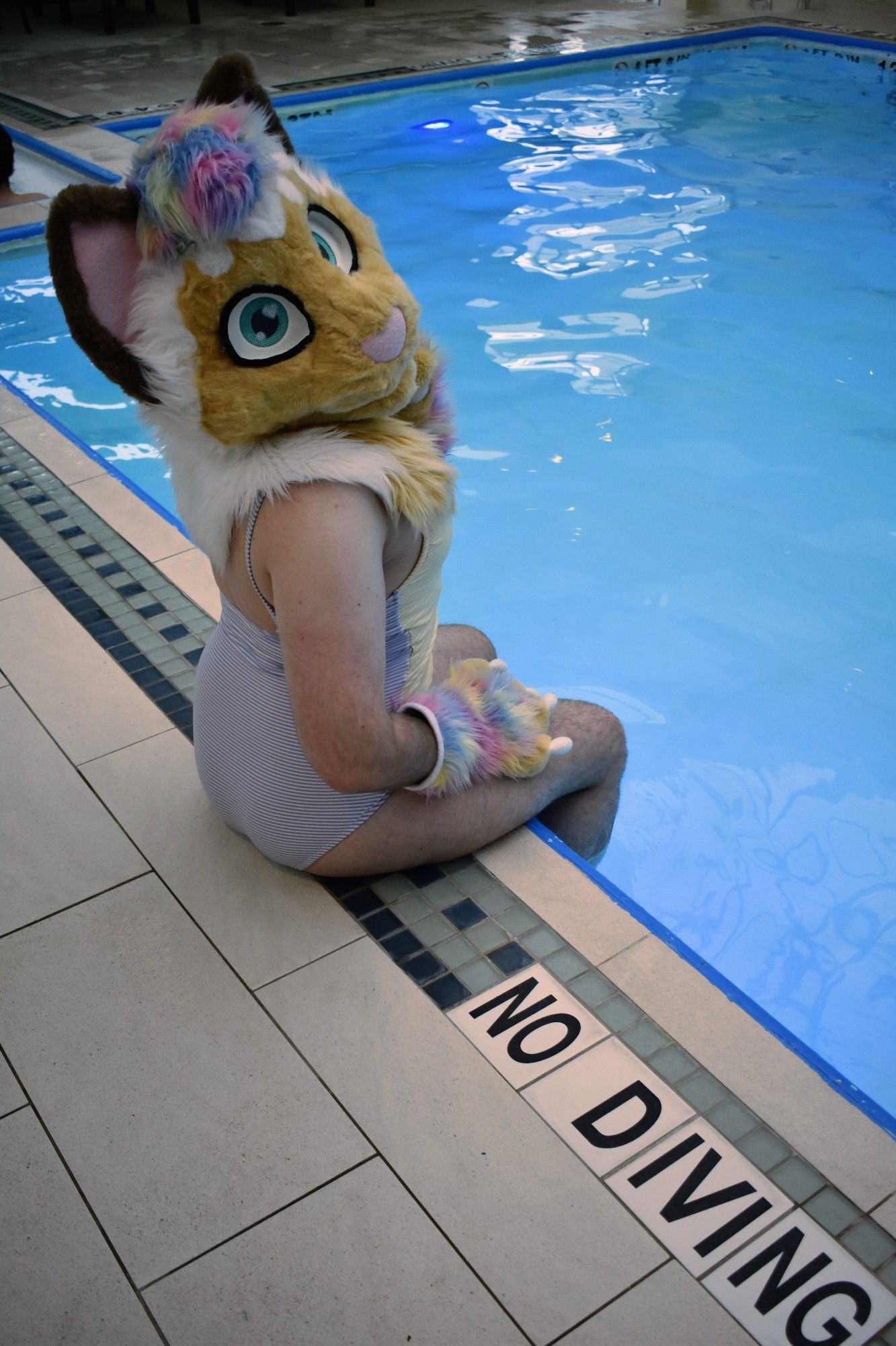 Sprinkles (cat fursuit) sitting in a one-piece swimsuit on the edge of the pool, camera has panned out to show some tiles next to them that say "NO DIVING"