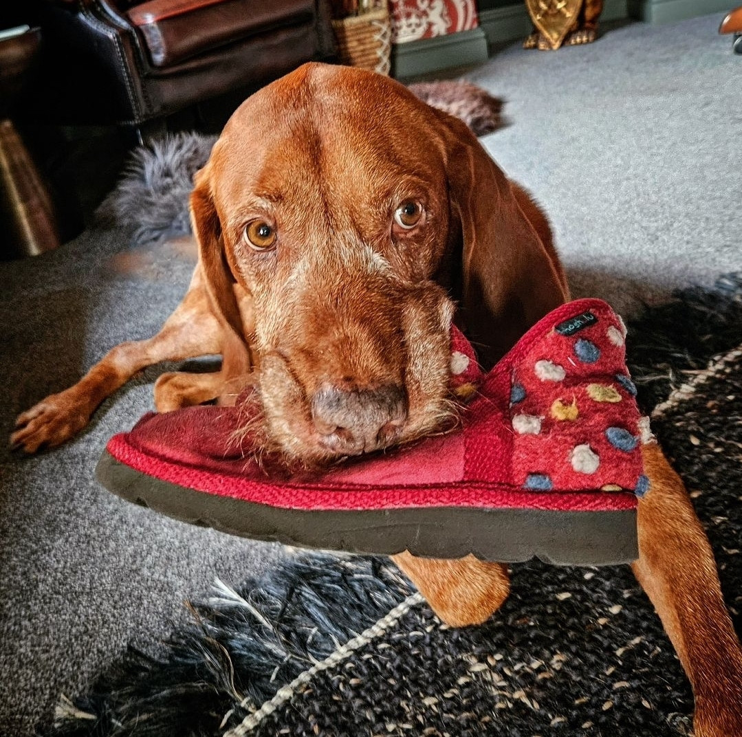 Barnaby, a wire-haired Hungarian vizsla, with a stolen slipper in his mouth.