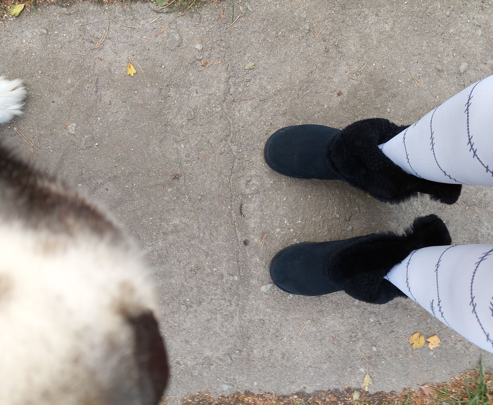 Meine Beine in weissen Strumpfhosen mit grauem Stacheldrahtmuster und schwarzen Uggs. Und Heldenfussels Schnauze.