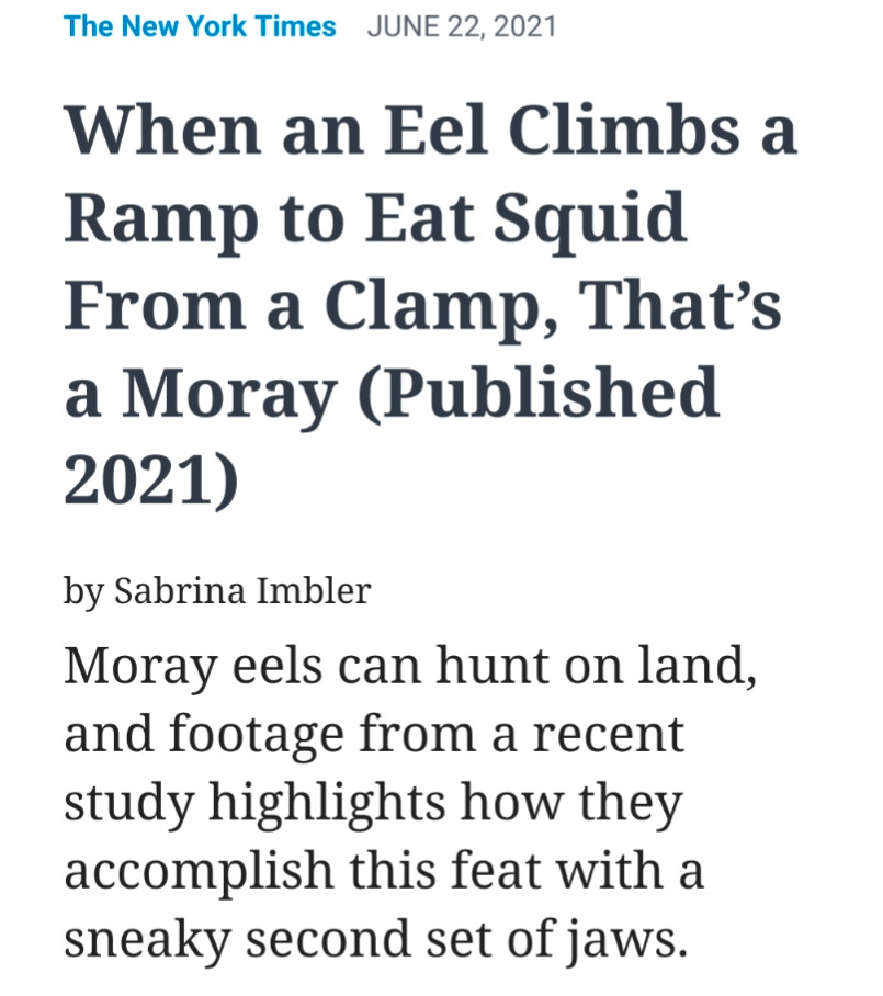 NYT headline: "When an Eel Climbs a Ramp to Eat Squid From a Clamp, That’s a Moray"