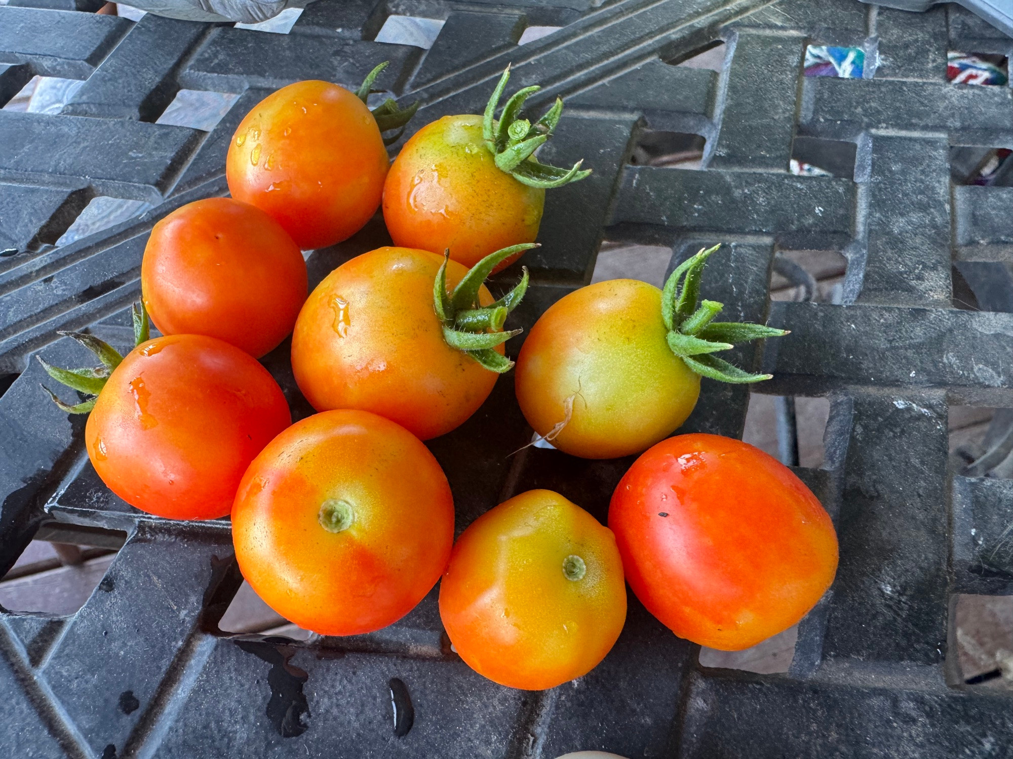 Nine large cherry tomatoes on a black metal table. 
