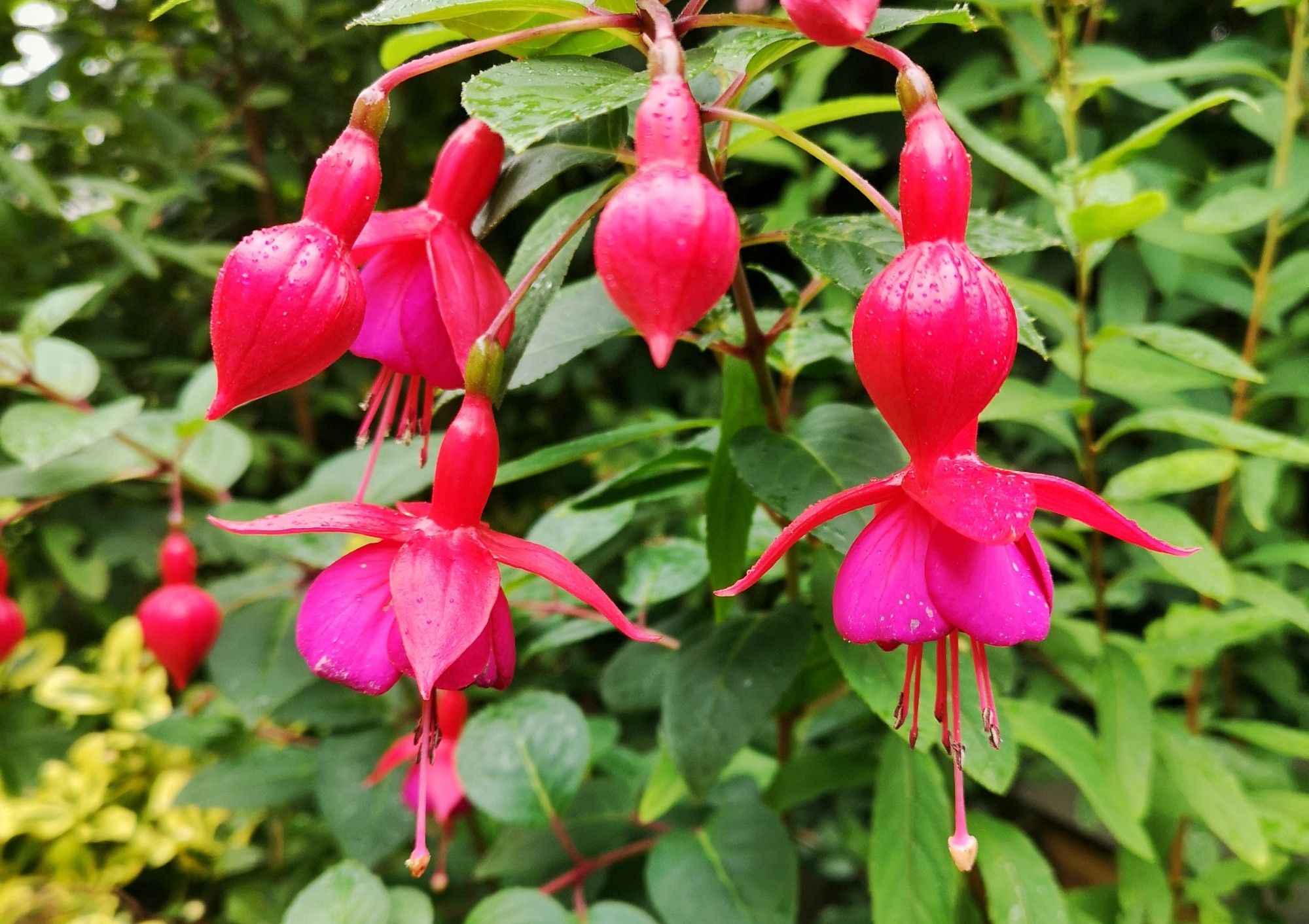 Dark pink flowers with widespread sepals, and magenta petals hanging below.