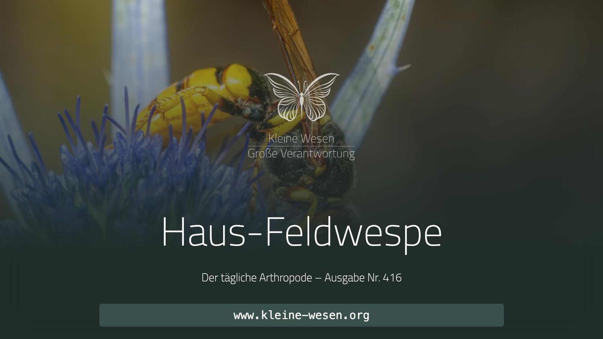 https://www.kleine-wesen.org/tagebuch/416/