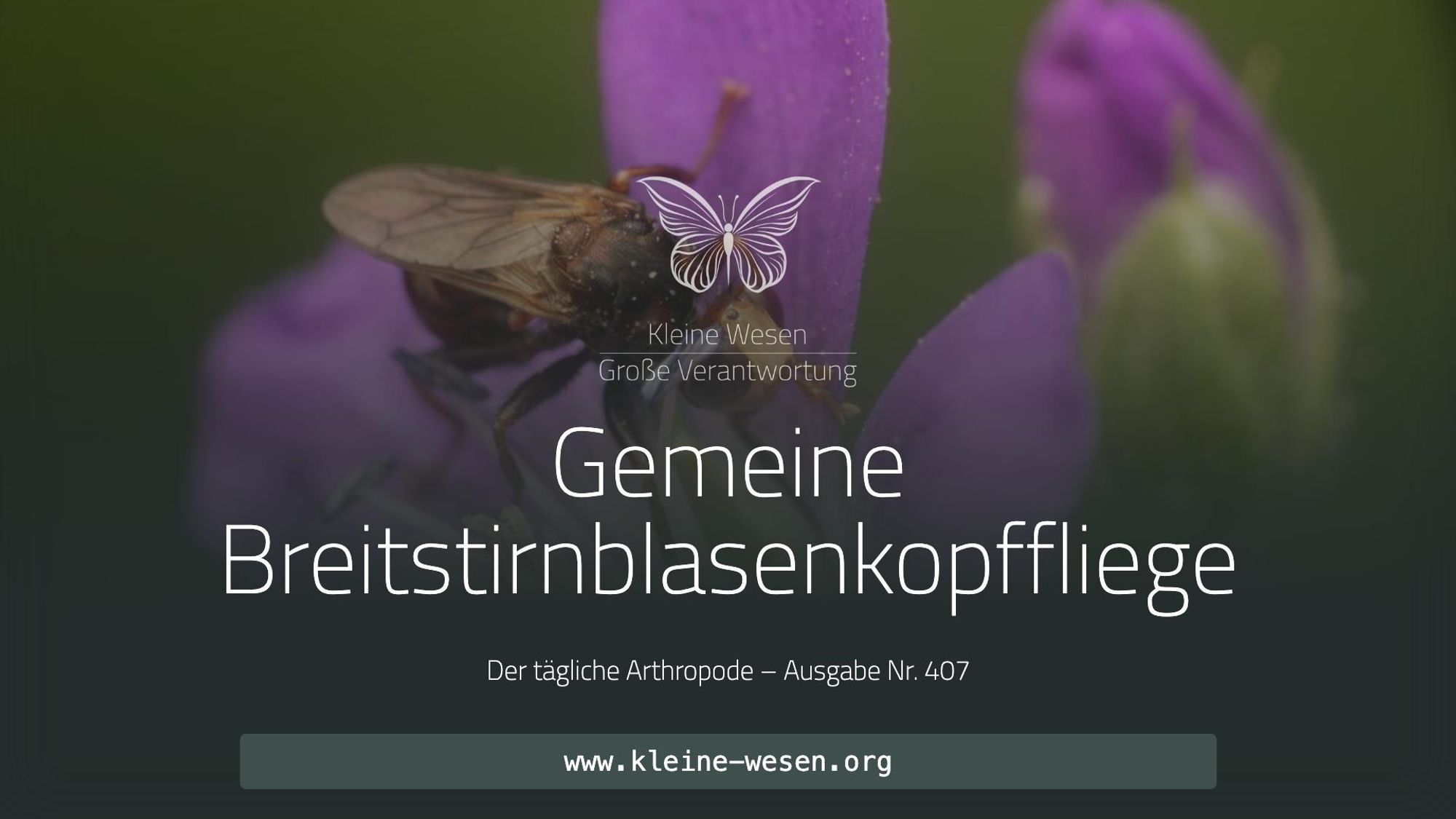 https://www.kleine-wesen.org/tagebuch/407/