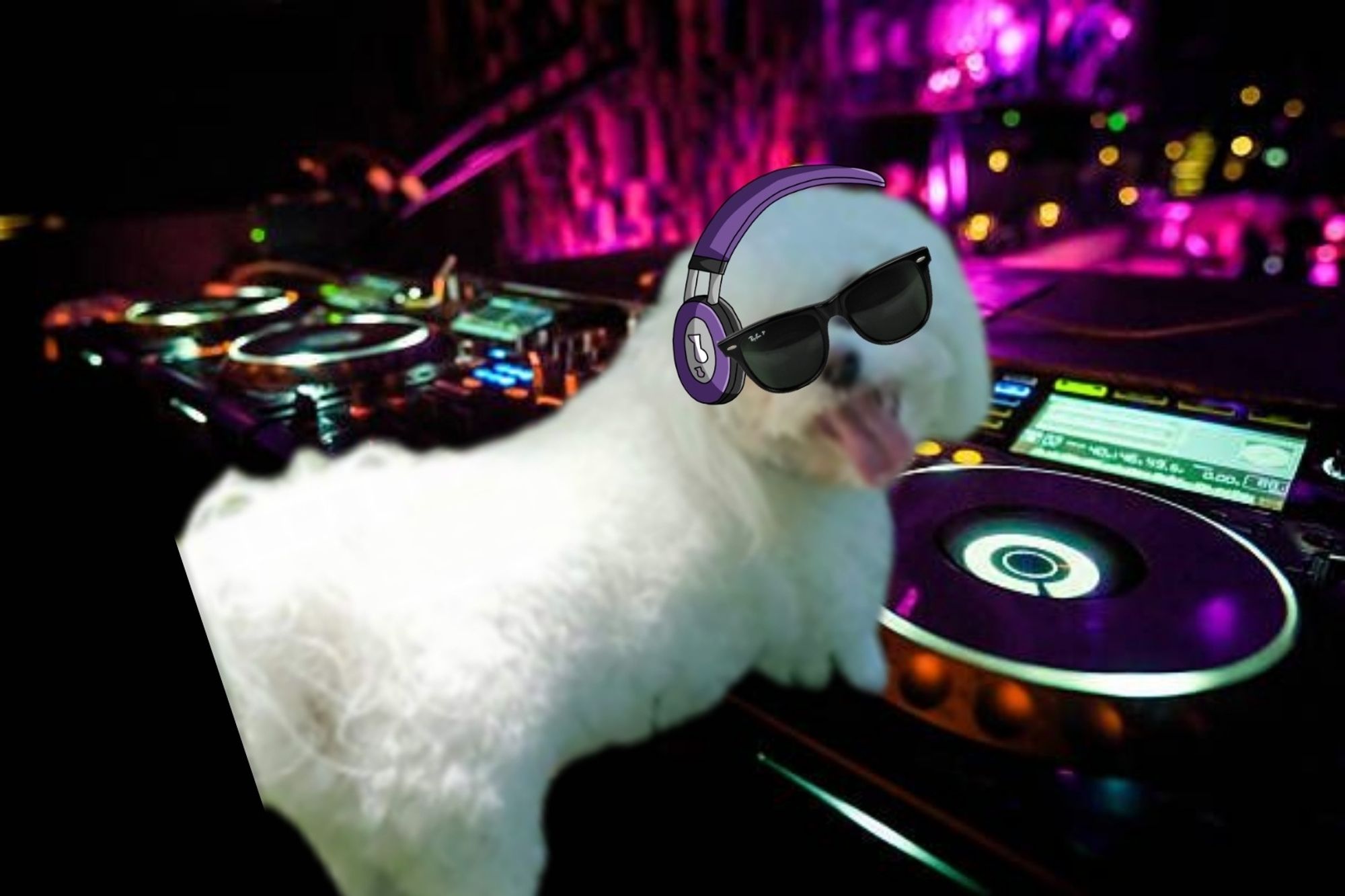 A white dog is dressed as a DJ wearing sunglasses and headphones. He is standing in a dark purple and pink DJ booth.