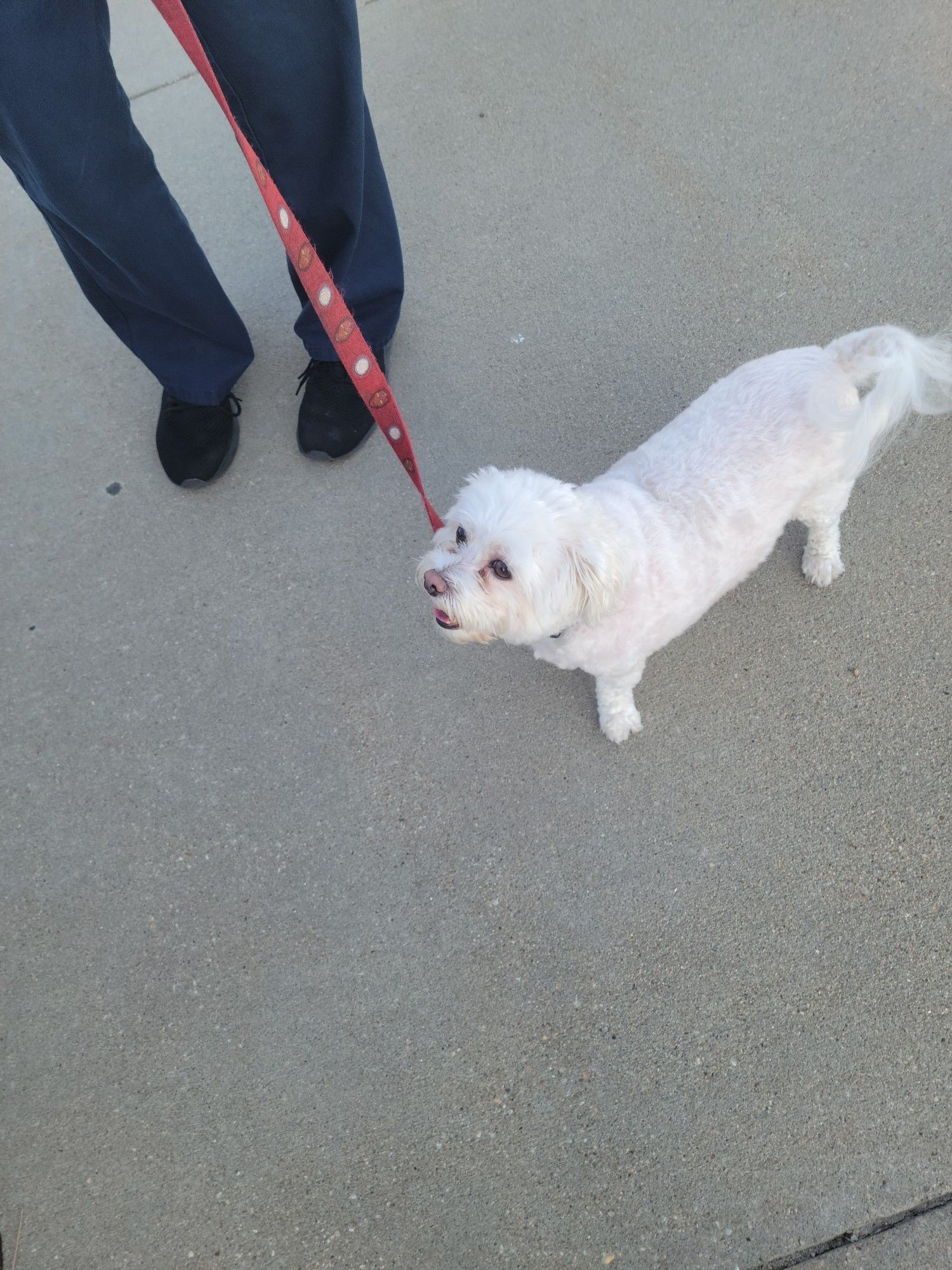 A small white service dog on a red leash is shown walking next to his handler.