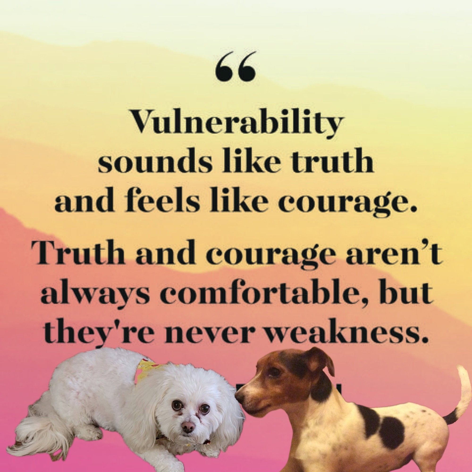 A white maltipoo and a Jack Russell Terrier lie on a pink and yellow background under a quote.