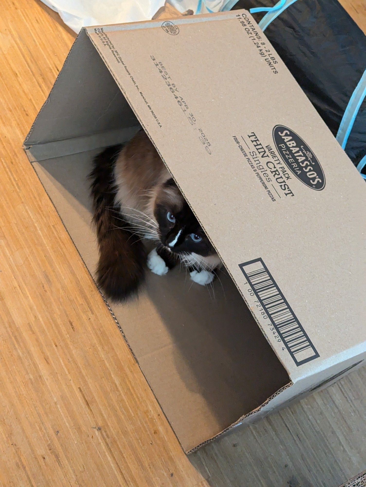 My cat Basil poking he head cautiously out from a sideways box, checking to see if there are any emails in sight (there aren't)