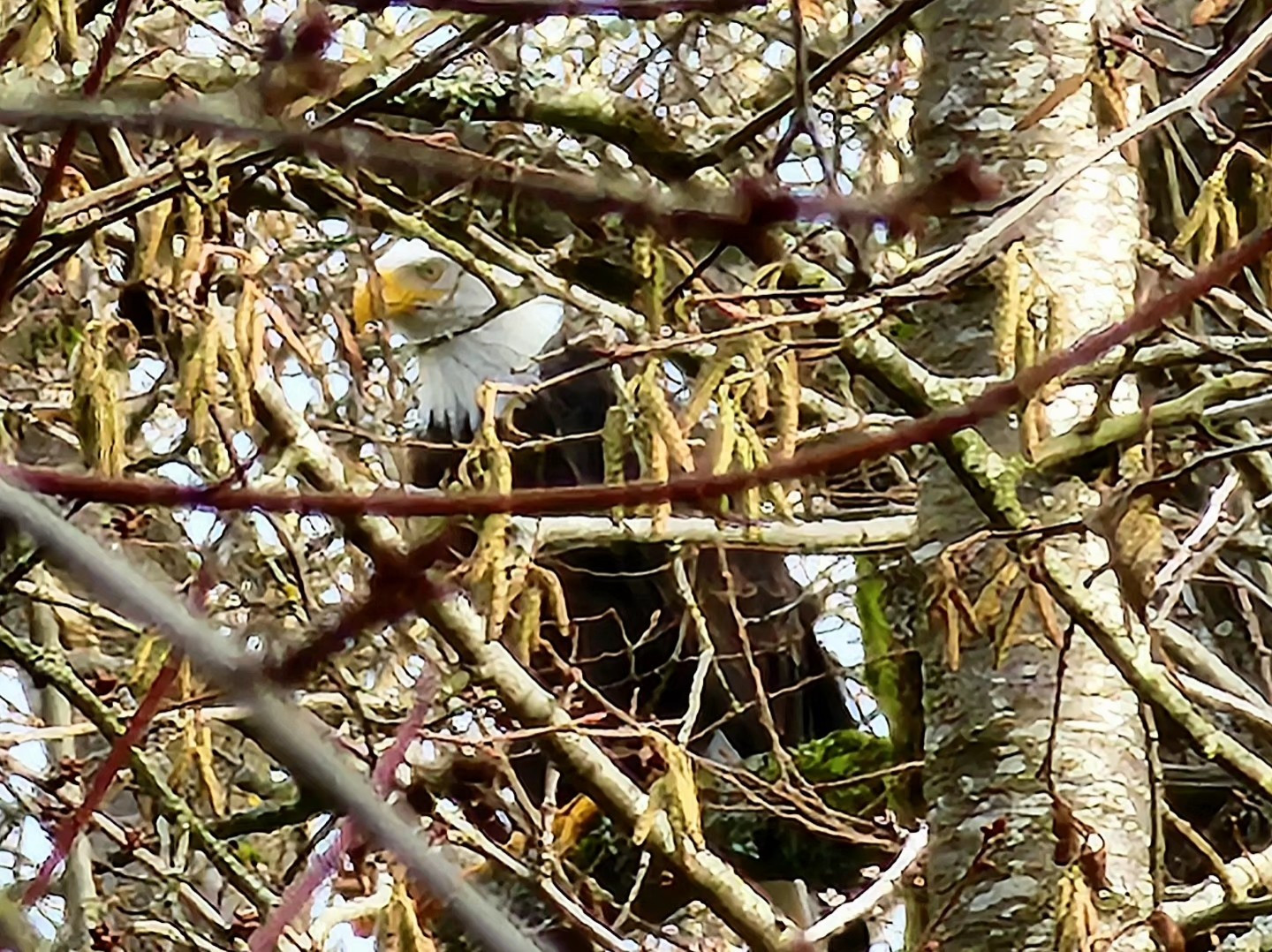 Eagle in a deciduous tree, partially obscured by bare branches.