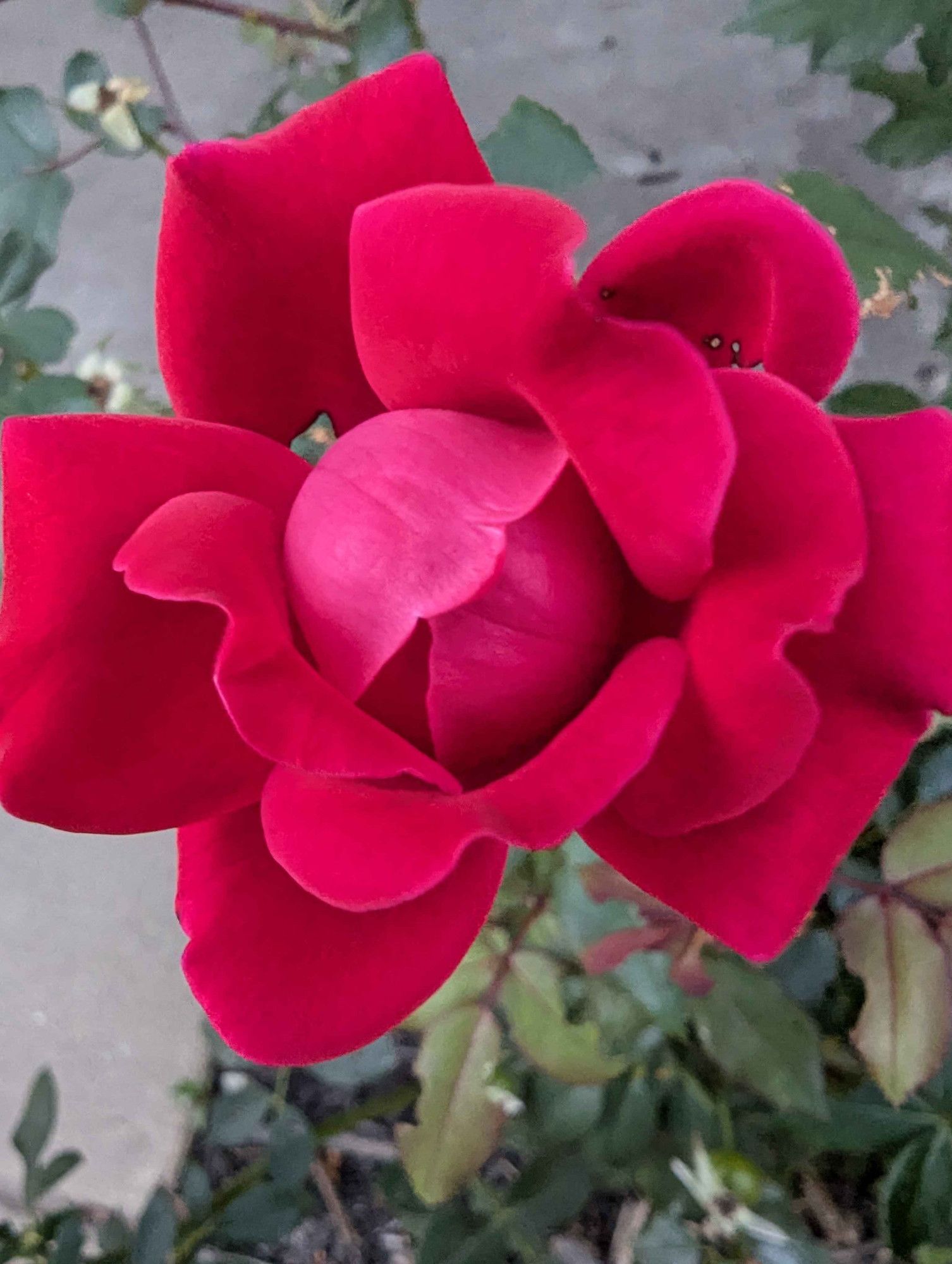 A red rose that looks like it has a face in the middle, an eyeless head with a mouth.  The petals are velvety.