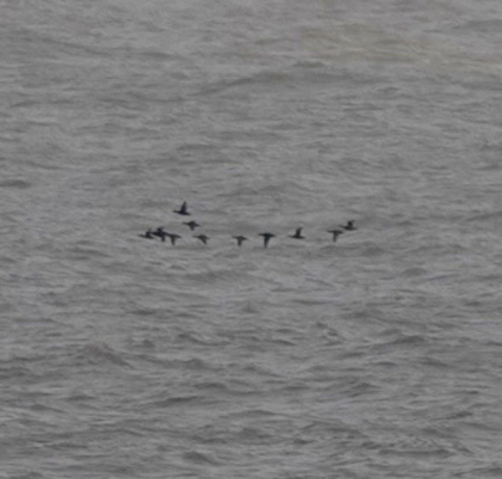 Common Scoter?